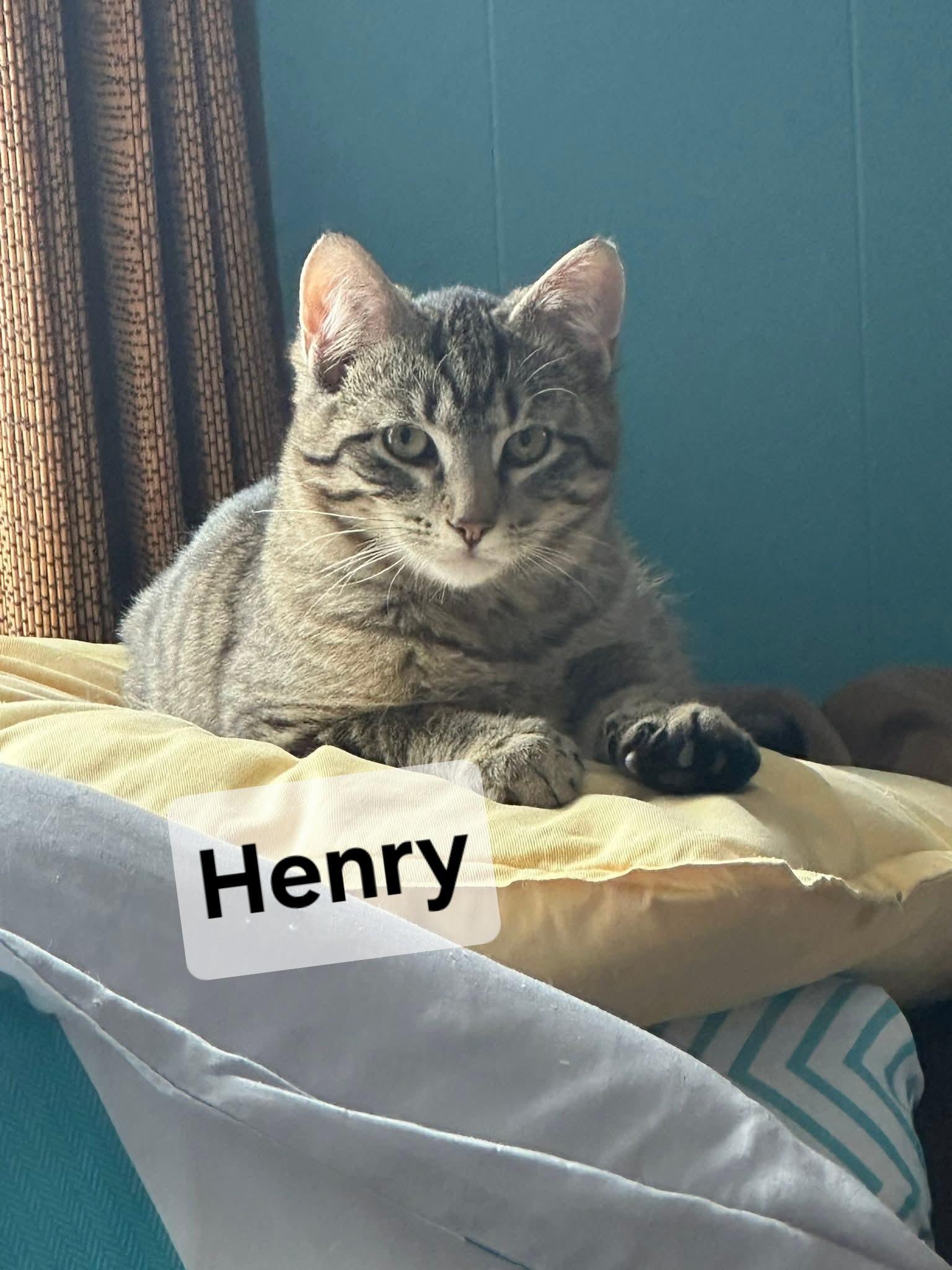 Henry, ADOPTABLE, Young Male Tabby.