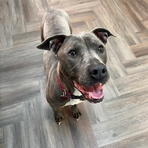 Mia, a Adoptable mixed breed in Davenport, IA image 4/4