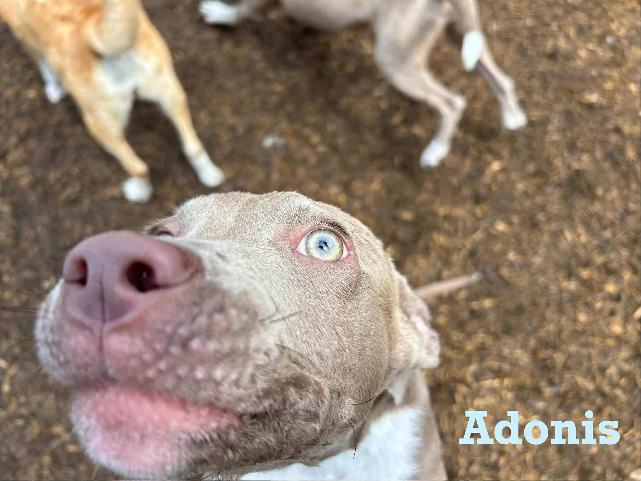 Adonis