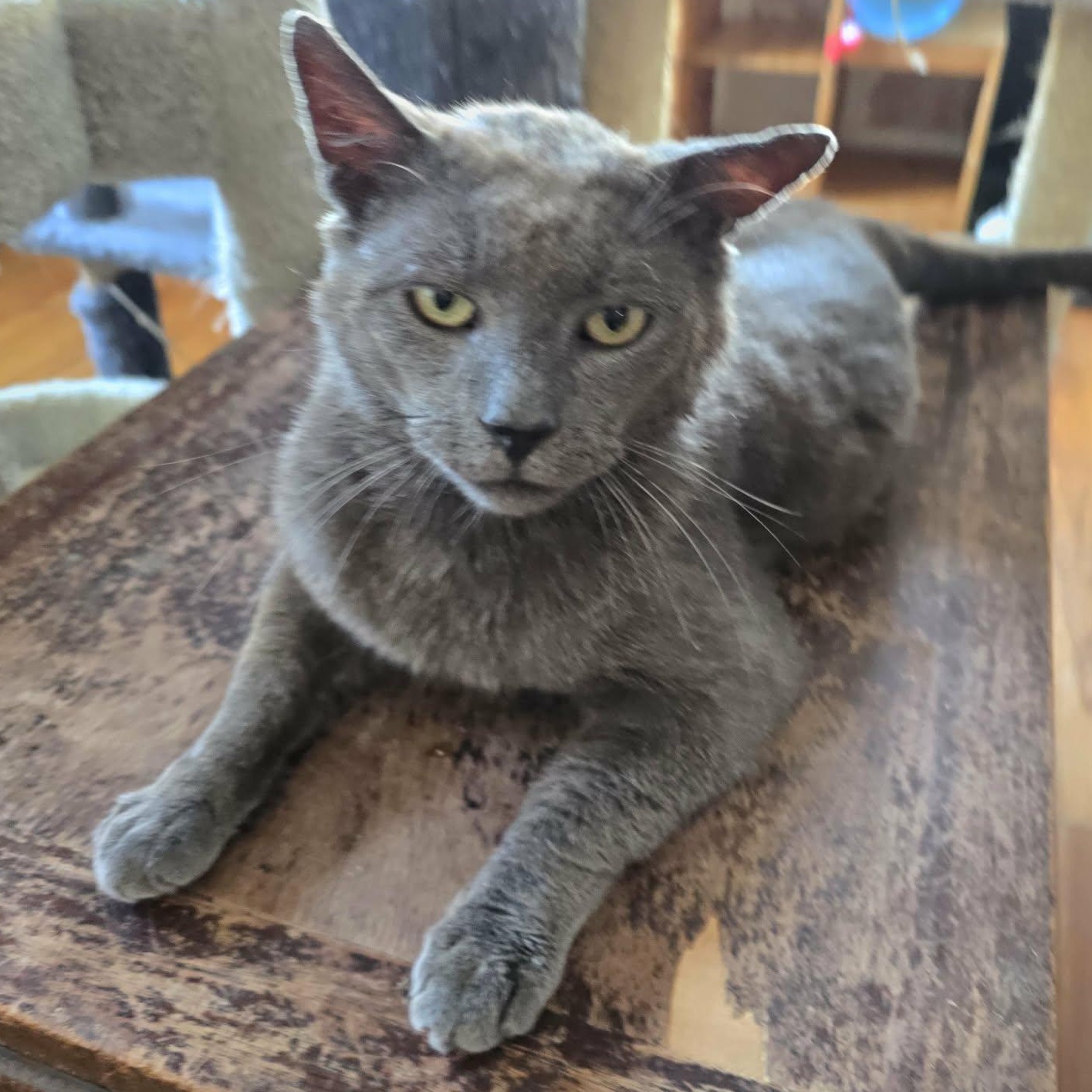 Enlarge Merlin, an adopted mixed breed in Huntington, NY image 4/5
