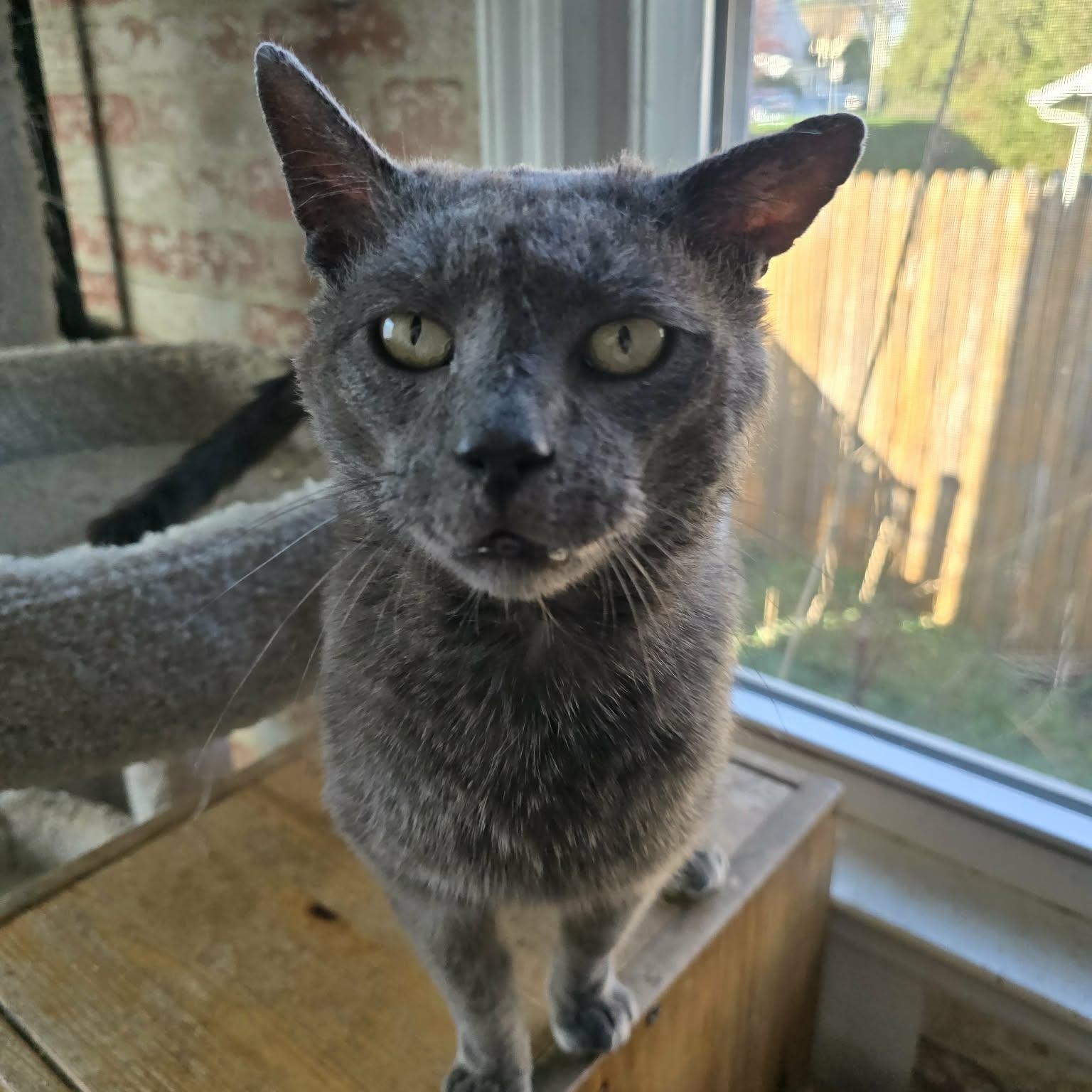 Enlarge Merlin, an adopted mixed breed in Huntington, NY image 2/5