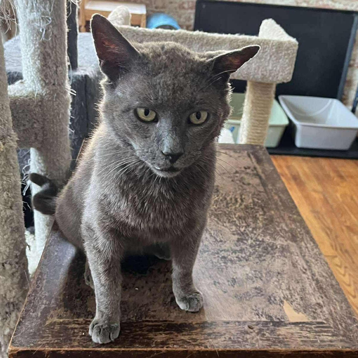 Merlin, adopted, Young Male Domestic Short Hair & Russian Blue.