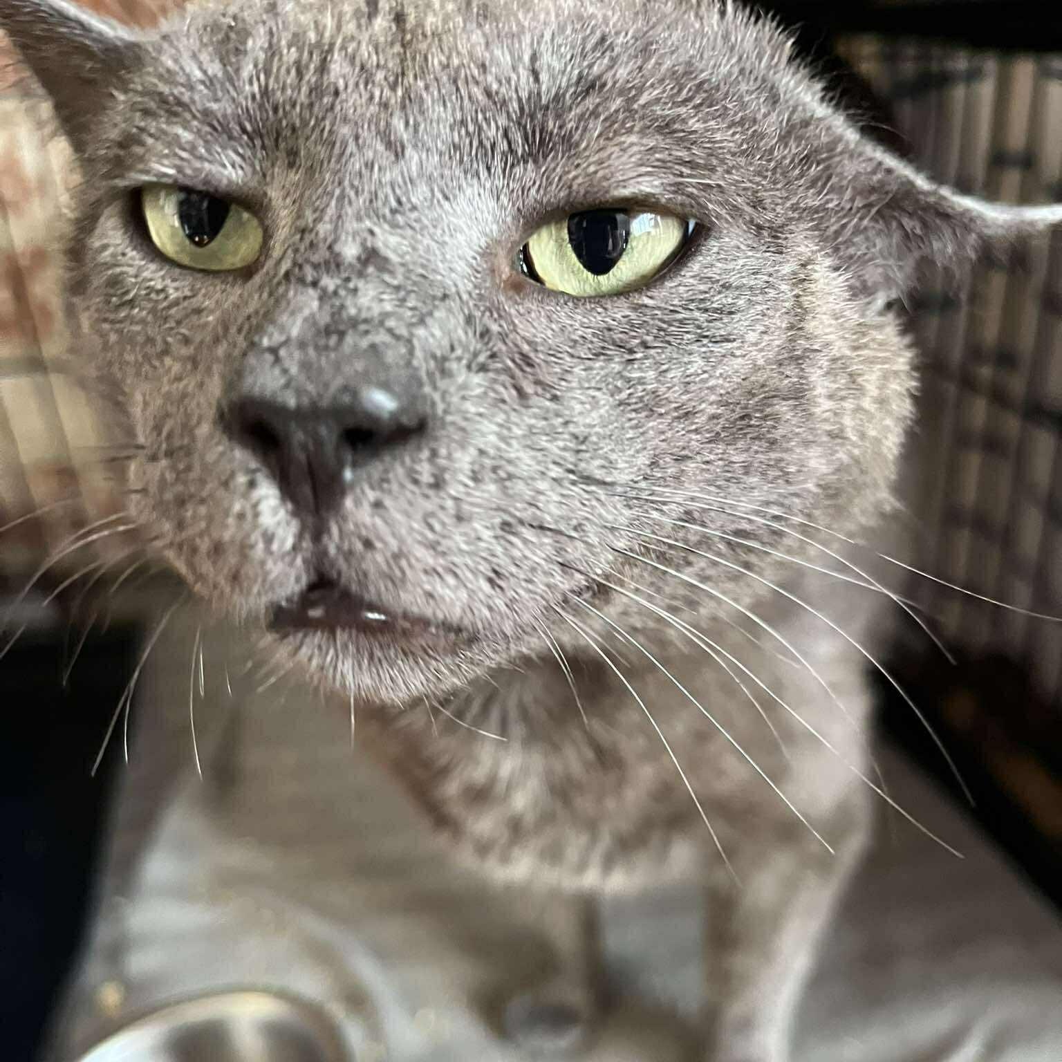 Enlarge Merlin, an adopted mixed breed in Huntington, NY image 5/5