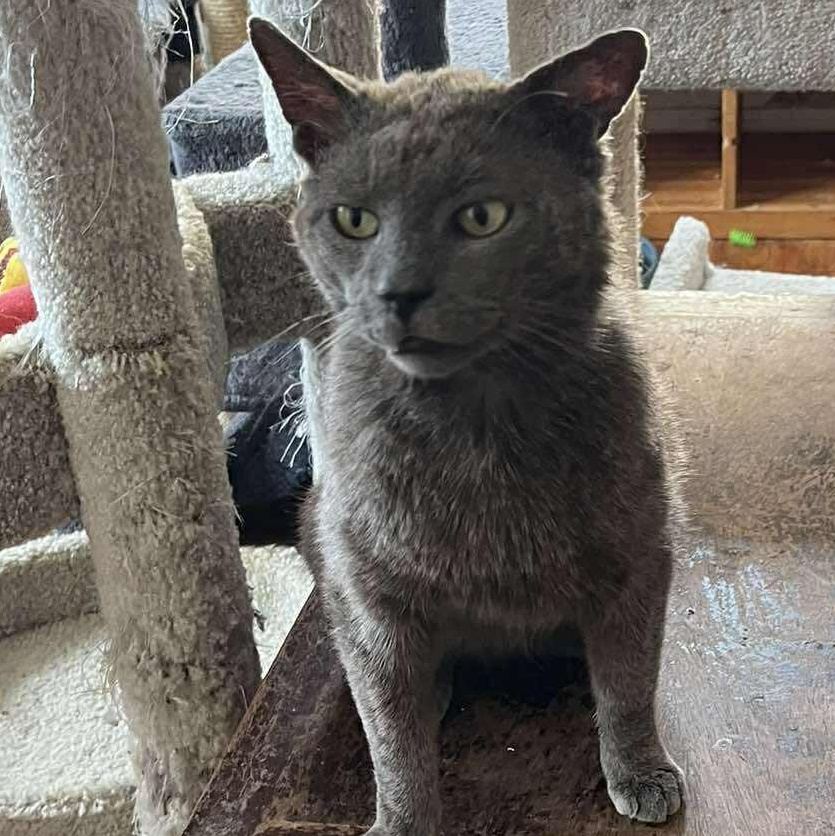 Enlarge Merlin, an adopted mixed breed in Huntington, NY image 3/5