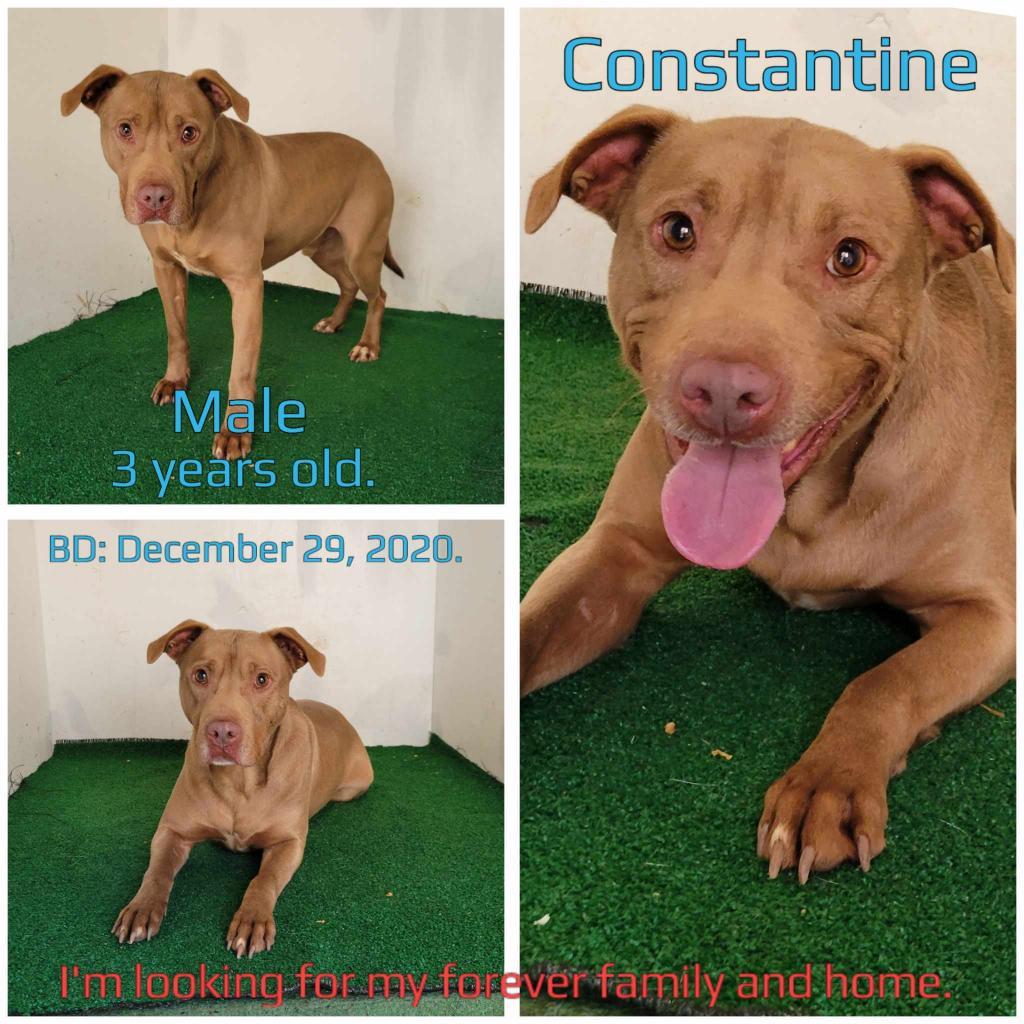 Constantine — thumbnail 2