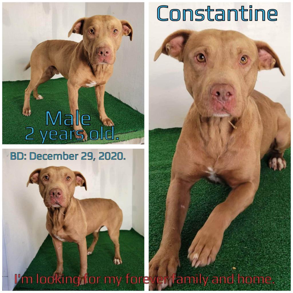 Constantine — thumbnail 3