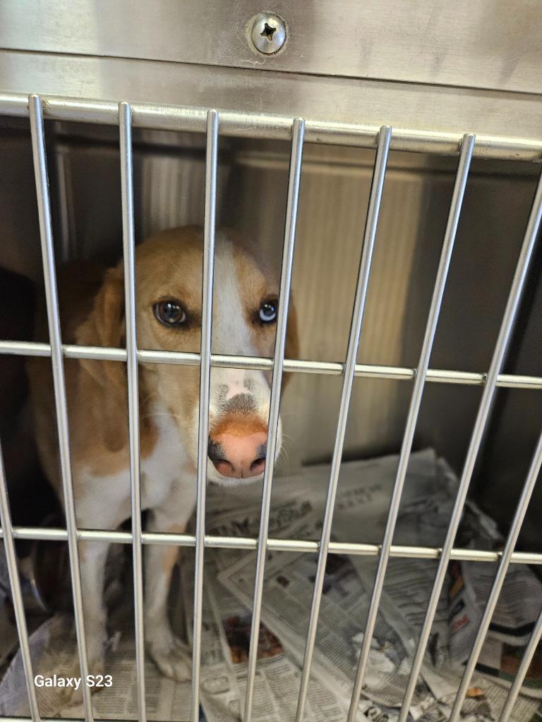 Fresca, Adoptable, Adult Female Foxhound.