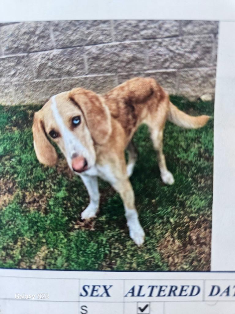 Enlarge Fresca, a Adoptable mixed breed in Madison, AL image 2/6