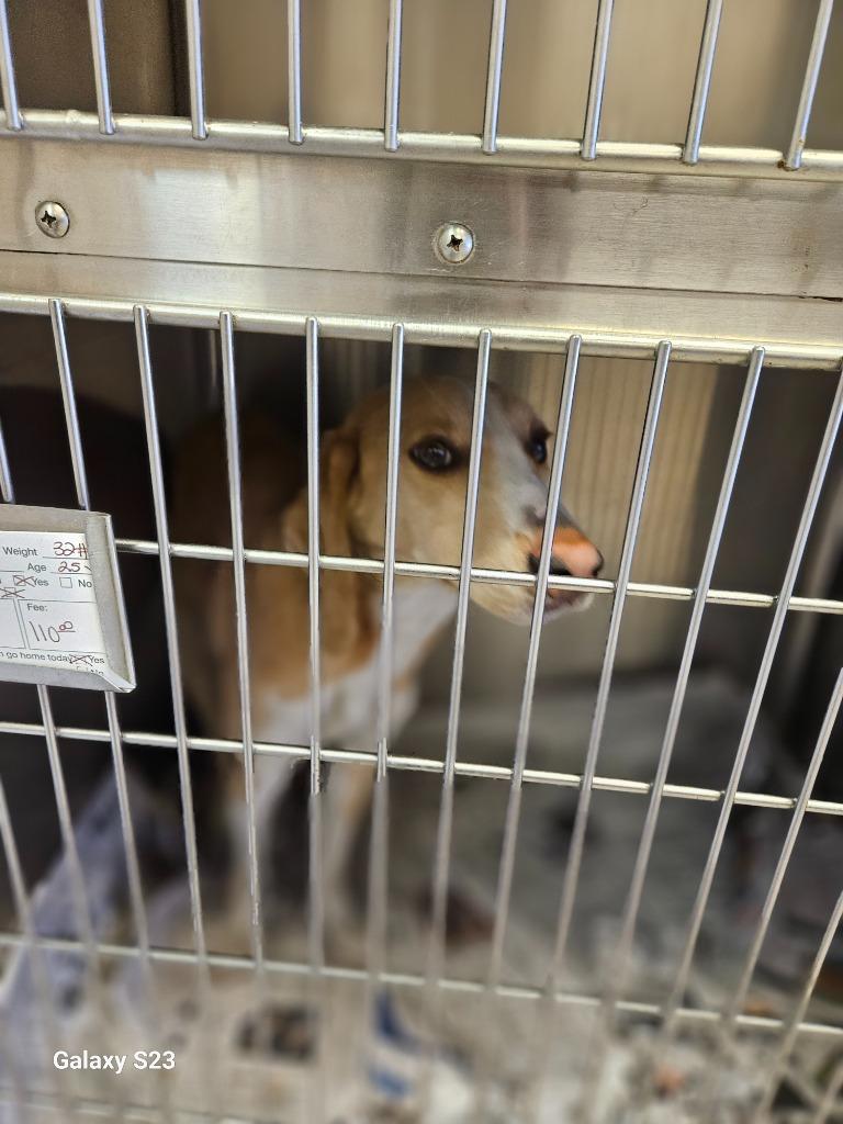 Enlarge Fresca, a Adoptable mixed breed in Madison, AL image 6/6