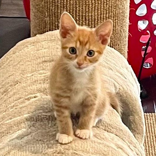 Beignet, a ADOPTABLE Domestic Short Hair in Charlotte, NC image 2/5
