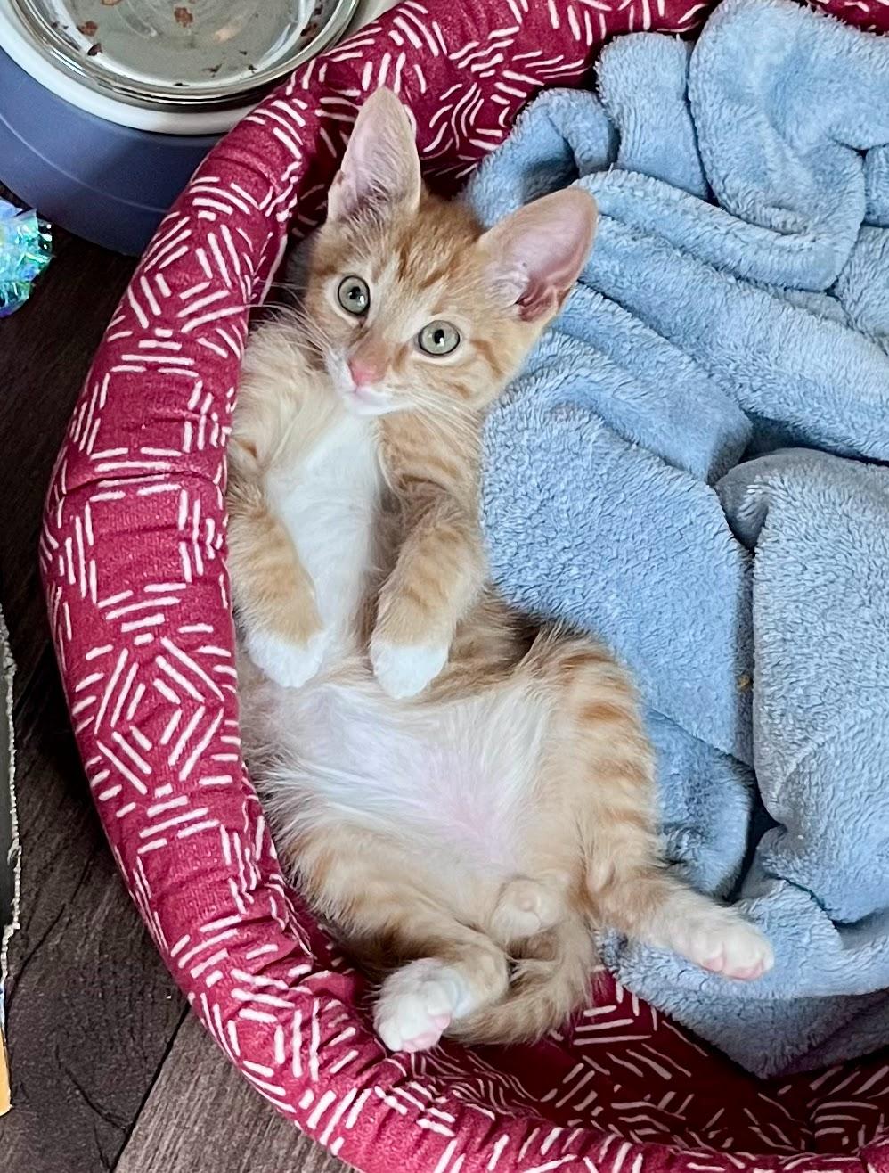 Beignet, a ADOPTABLE Domestic Short Hair in Charlotte, NC image 5/5