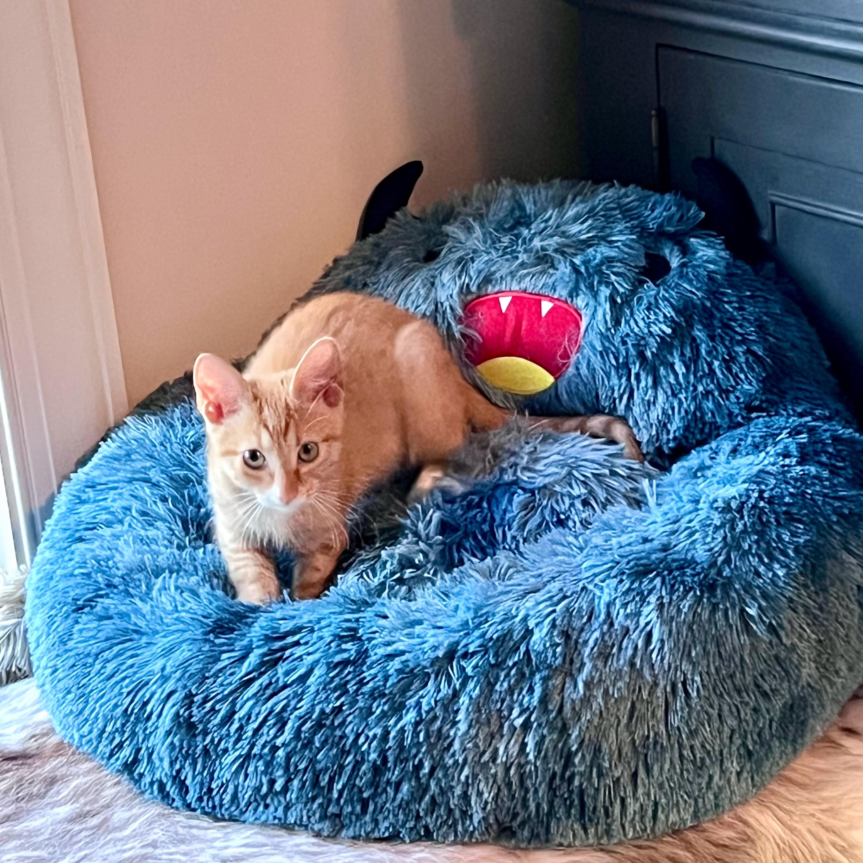 Enlarge Beignet, a Adopted Domestic Short Hair in Charlotte, NC image 2/6