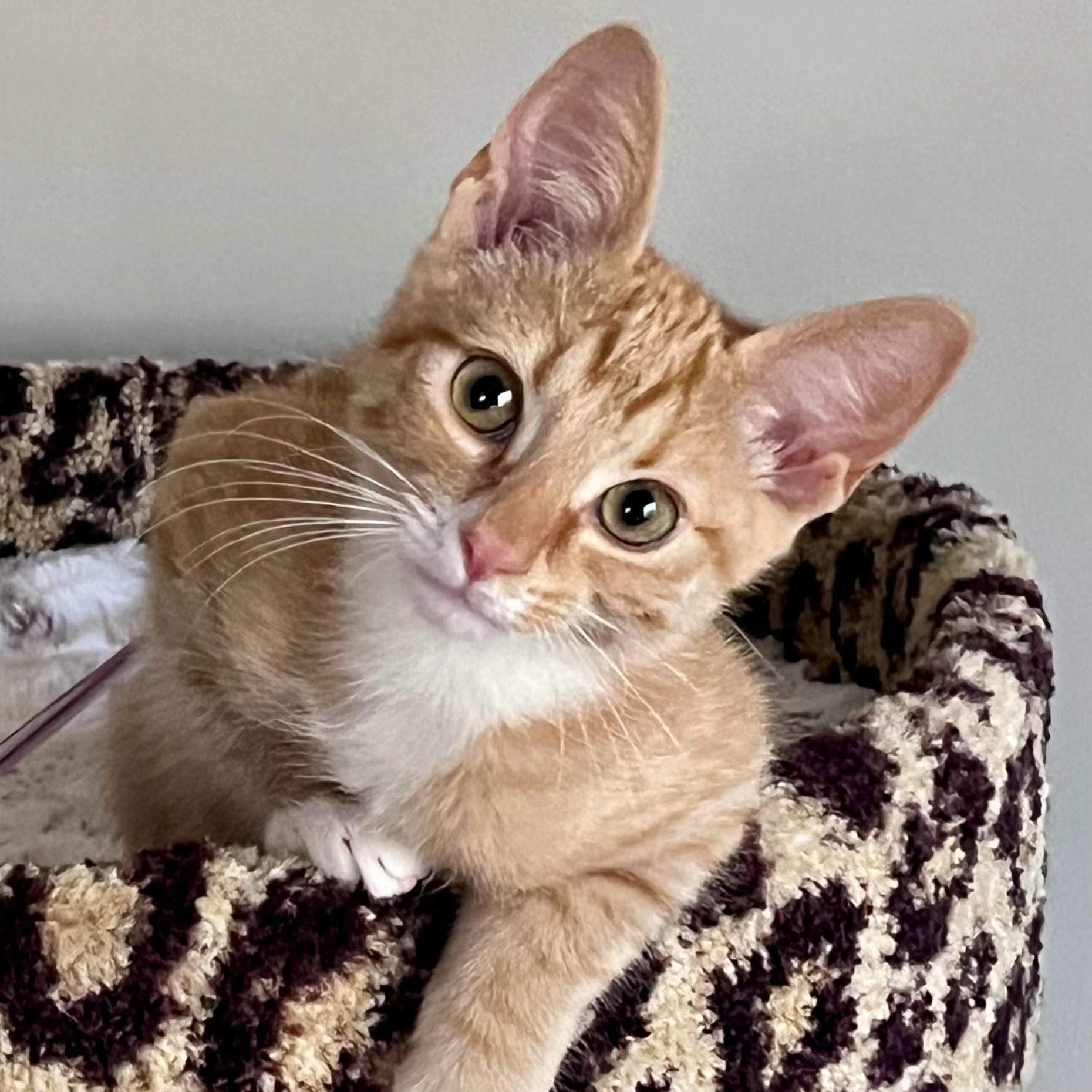 Enlarge Beignet, a Adopted Domestic Short Hair in Charlotte, NC image 4/6