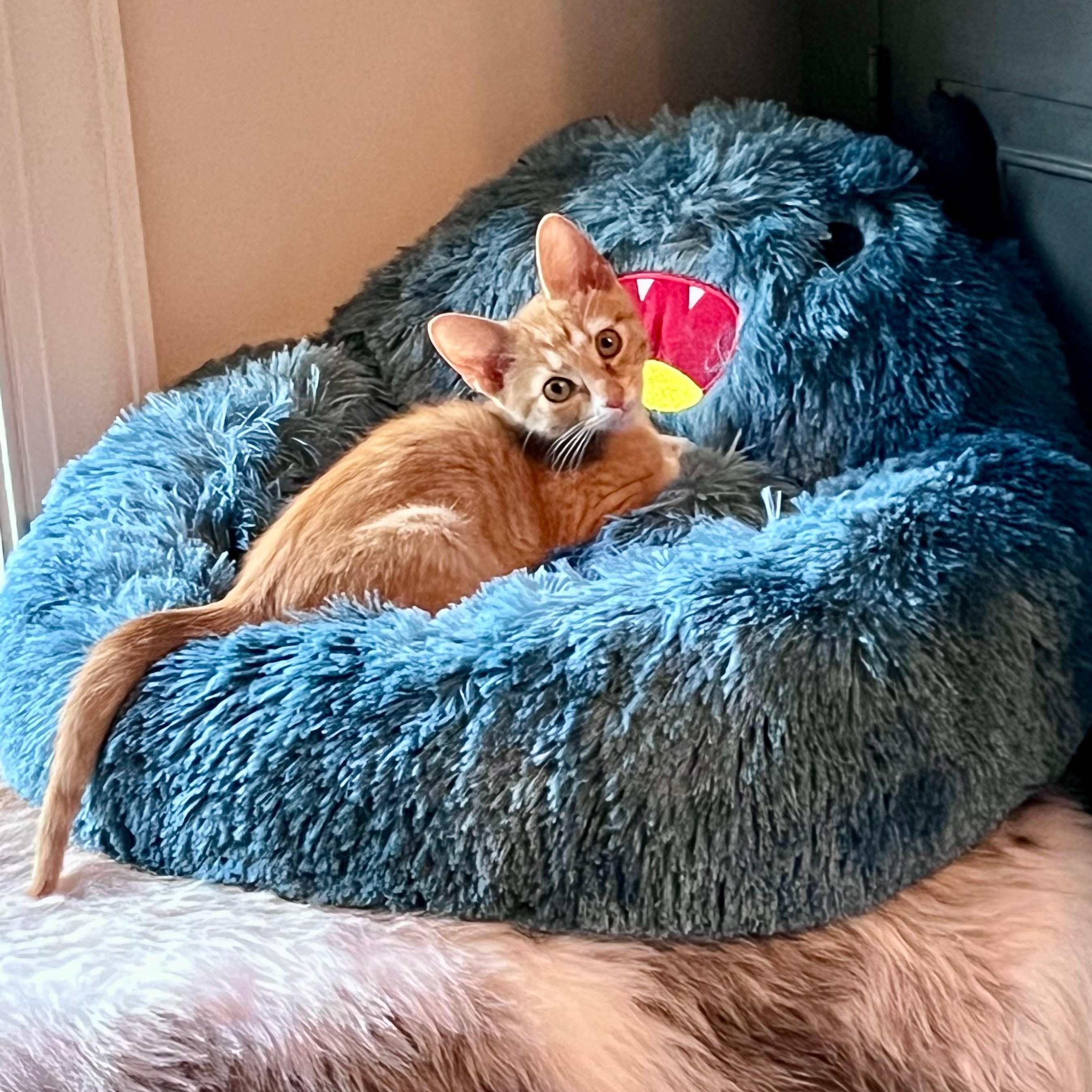 Beignet, Adopted, Kitten Male Domestic Short Hair.