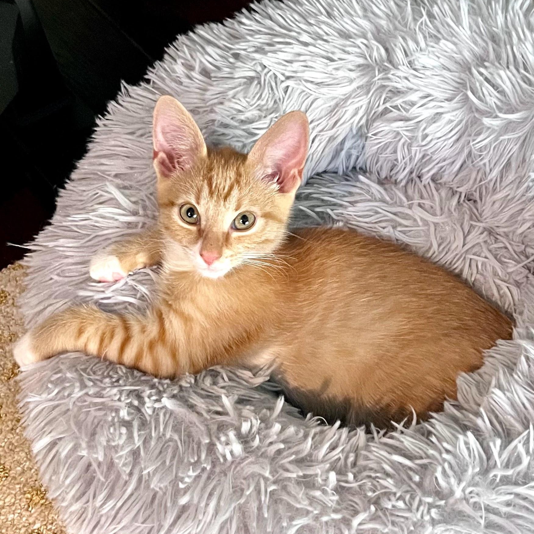Enlarge Beignet, a Adopted Domestic Short Hair in Charlotte, NC image 3/6