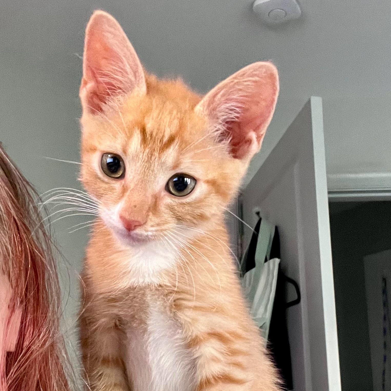 Beignet, a ADOPTABLE Domestic Short Hair in Charlotte, NC image 4/5
