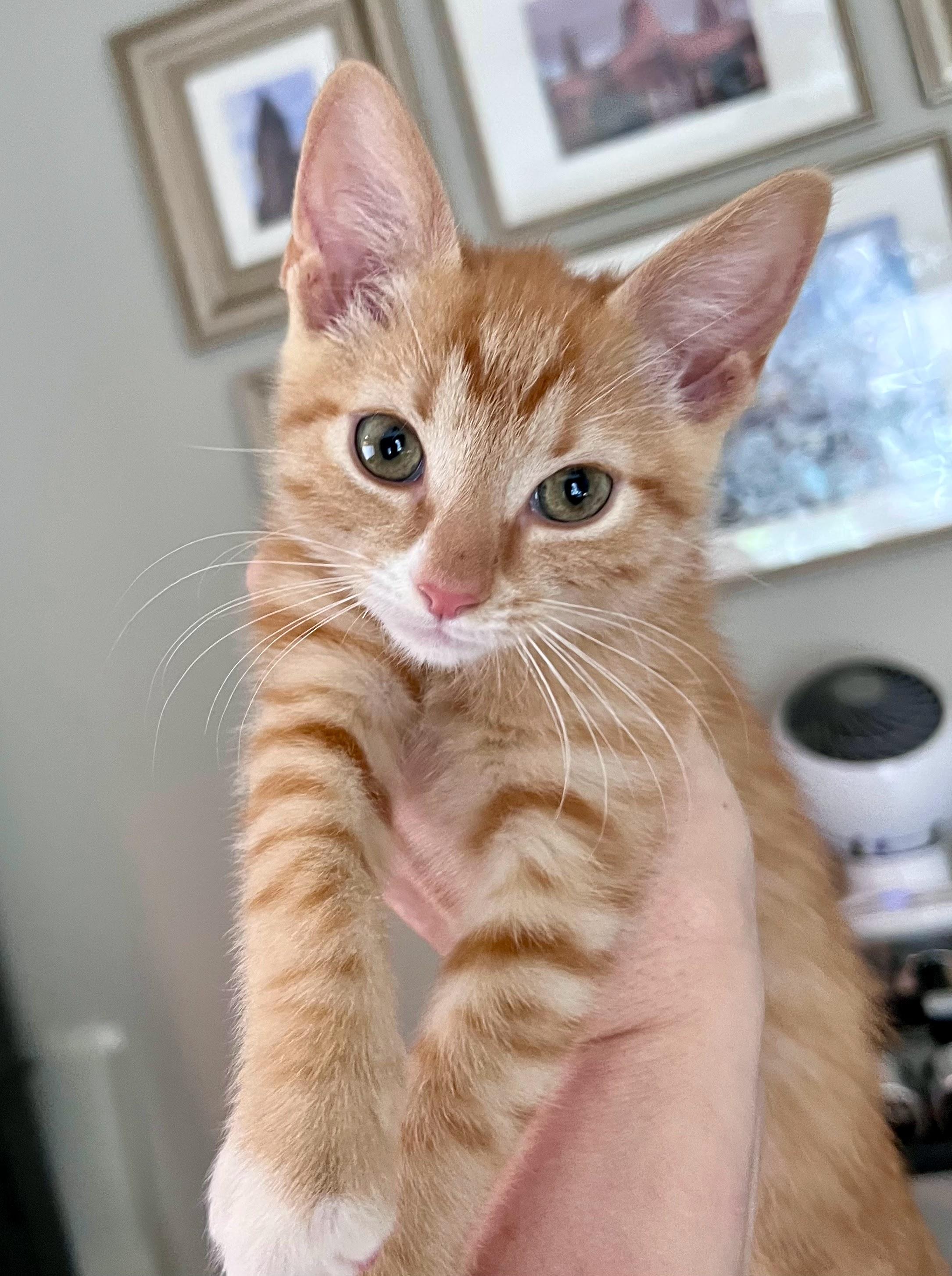 Beignet, a ADOPTABLE Domestic Short Hair in Charlotte, NC image 3/5