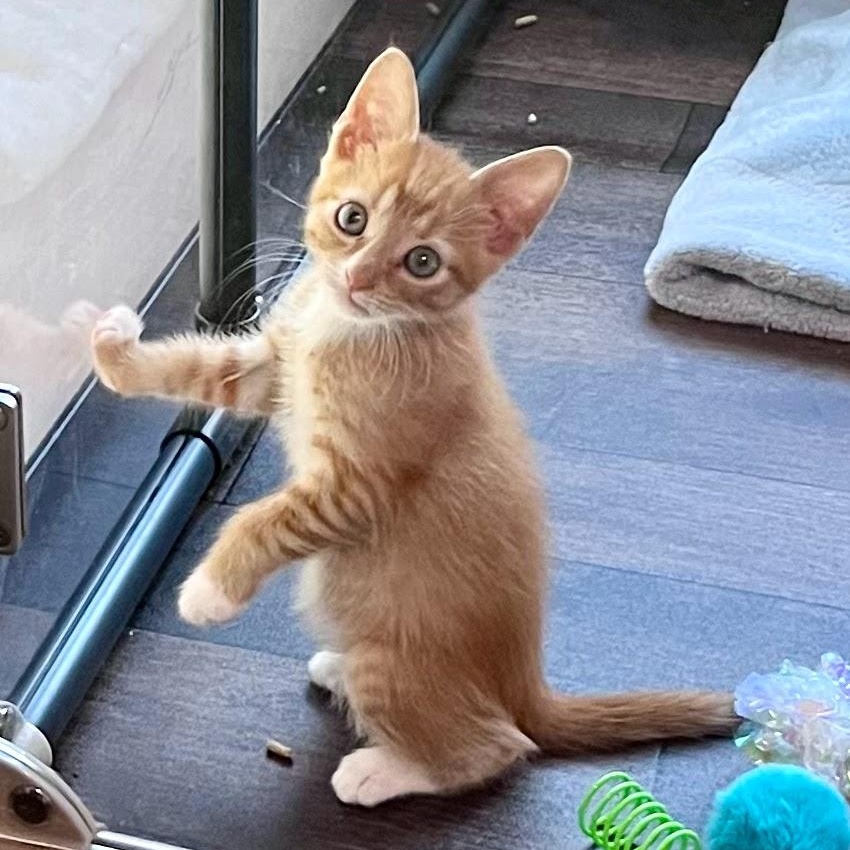 Beignet, ADOPTABLE, Kitten Male Domestic Short Hair.