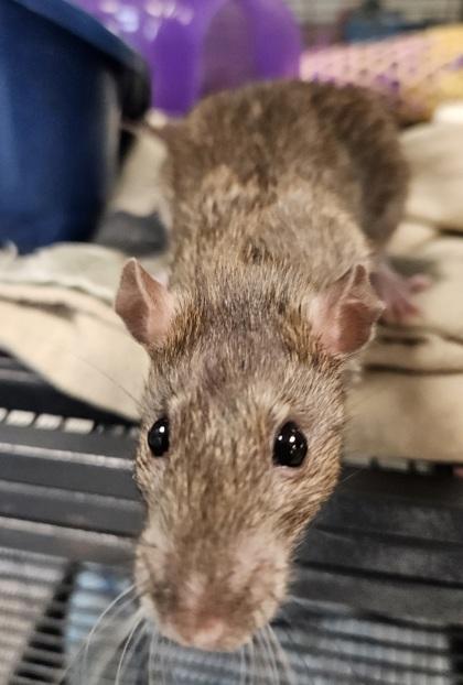Tonya, Adoptable, Adult Female Rat.