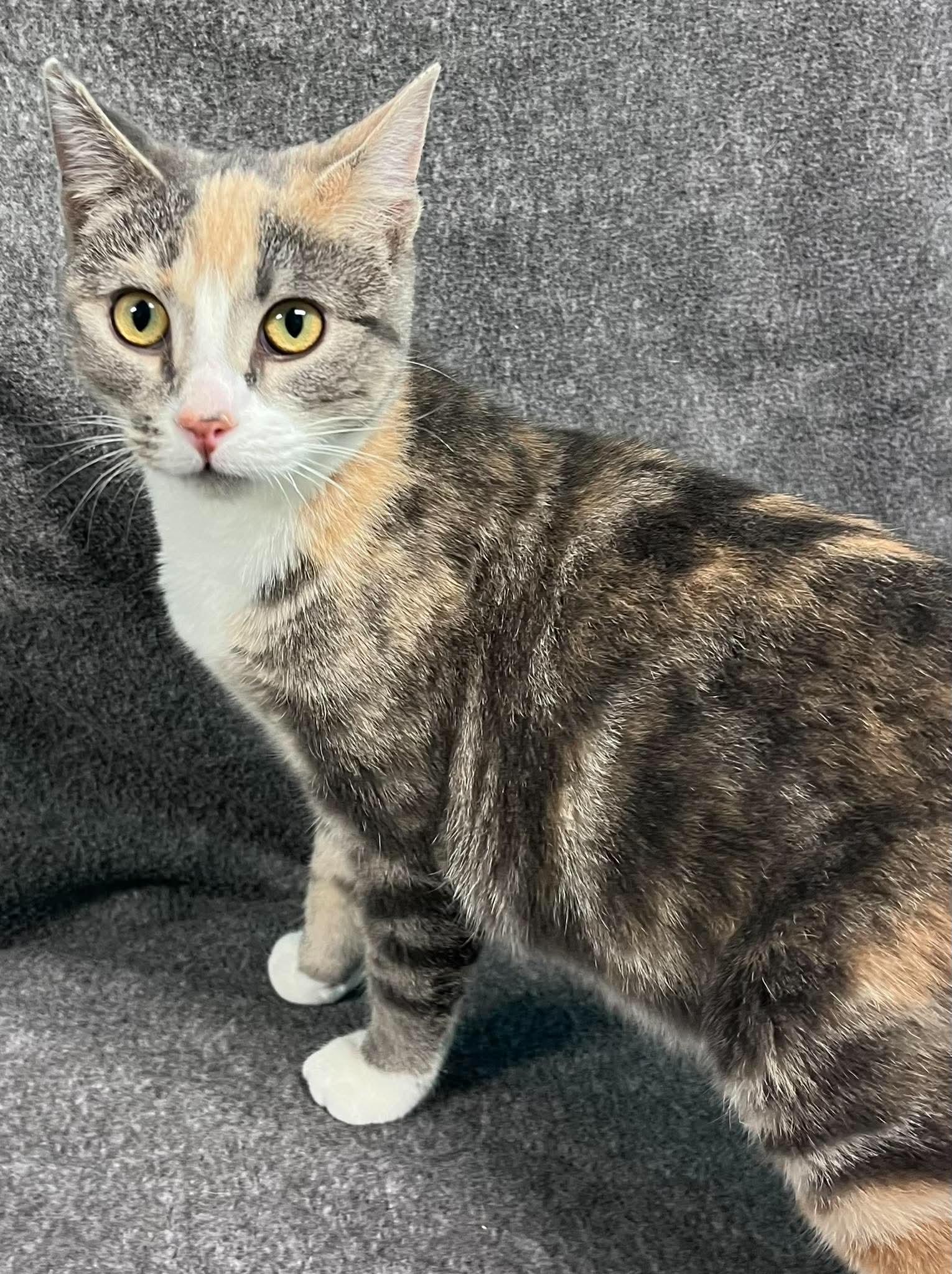 Pudding, an adopted Domestic Short Hair in Alexandria, MN image 2/3