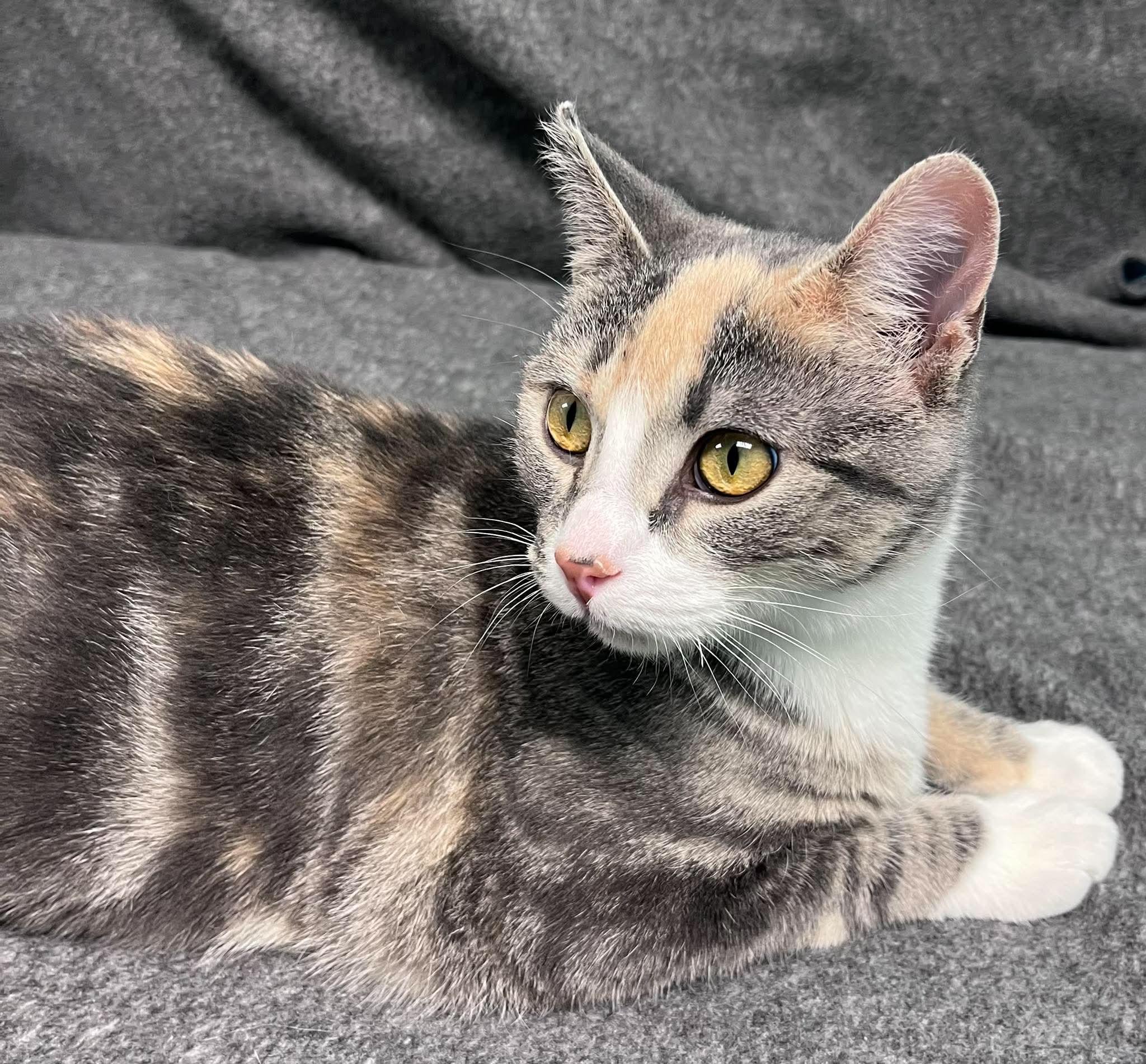Pudding, an adopted Domestic Short Hair in Alexandria, MN image 3/3