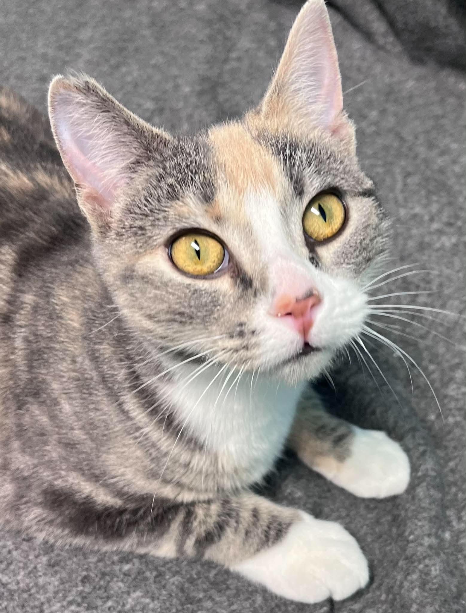 Pudding, an adopted Domestic Short Hair in Alexandria, MN image 1/3