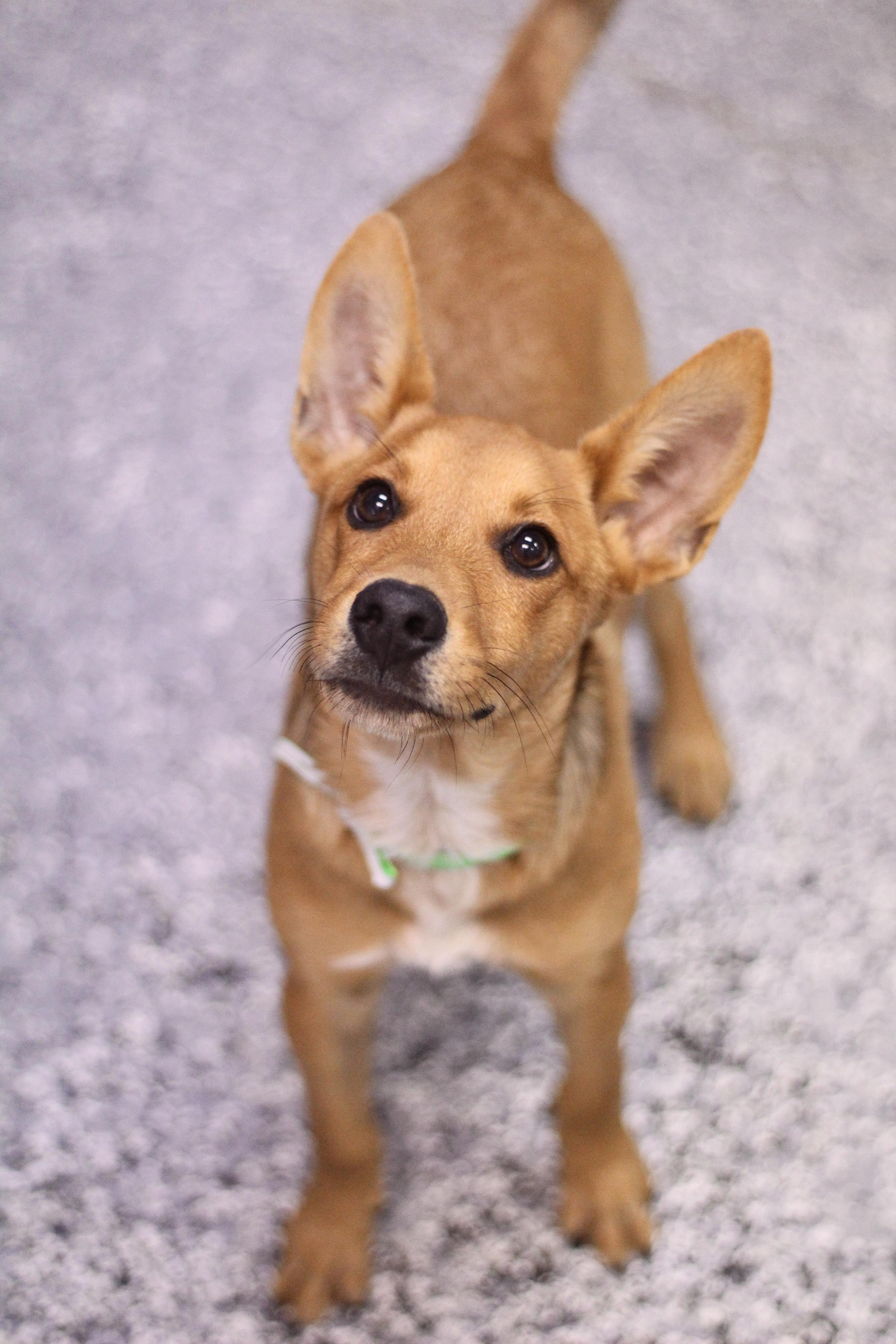 Randall in NH! Come Meet our Adoptable Dogs Wednesday-Saturday. More info in Bio!