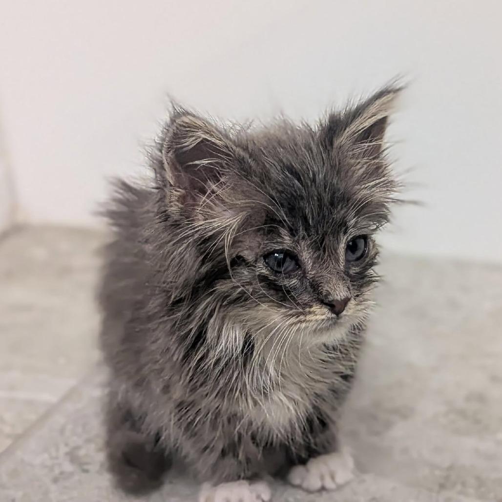 Enlarge Zeus Hoglund, a Adoptable Domestic Short Hair in Eagle Mountain, UT image 1/4