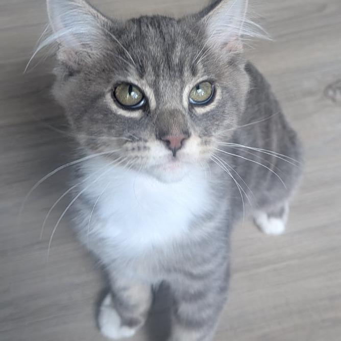 Enlarge Zeus Hoglund, a Adoptable Domestic Short Hair in Eagle Mountain, UT image 3/4