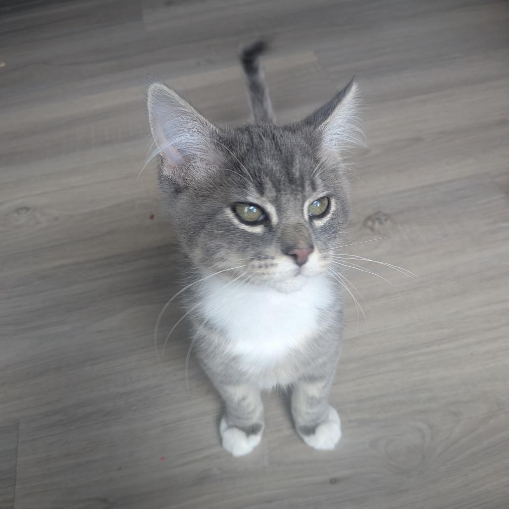 Enlarge Zeus Hoglund, a Adoptable Domestic Short Hair in Eagle Mountain, UT image 4/4
