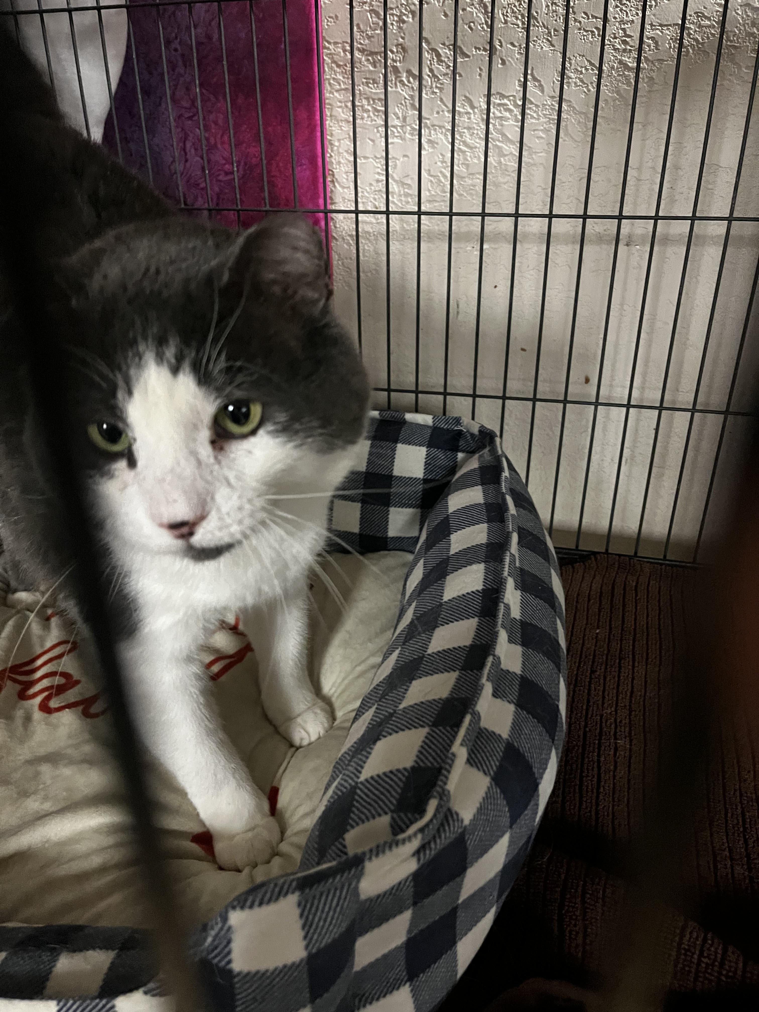 Elvis, adopted, Adult Male Domestic Short Hair.