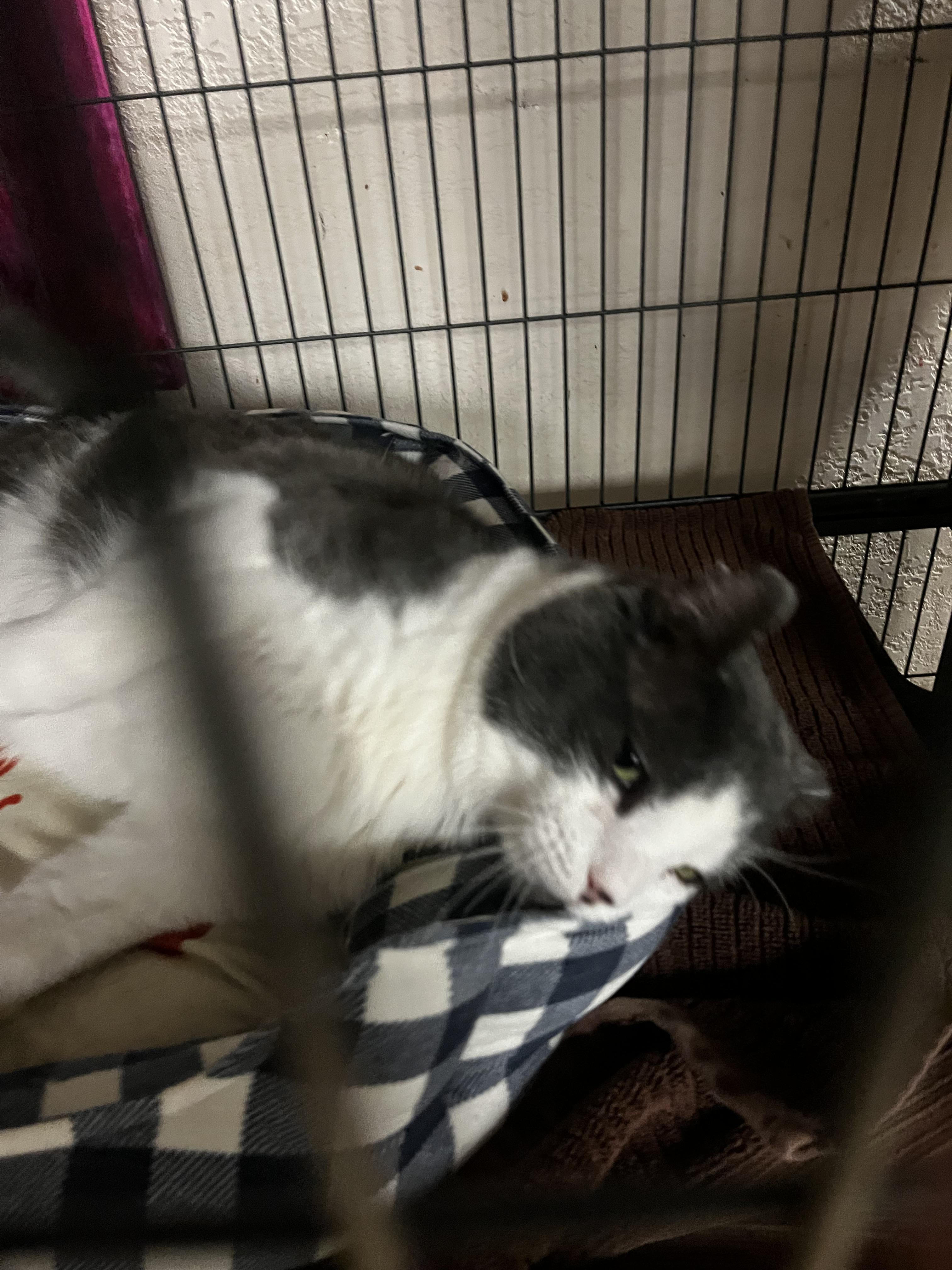 Elvis, an adoptable Domestic Short Hair in Log Lane Village, CO, 80705 | Photo Image 2