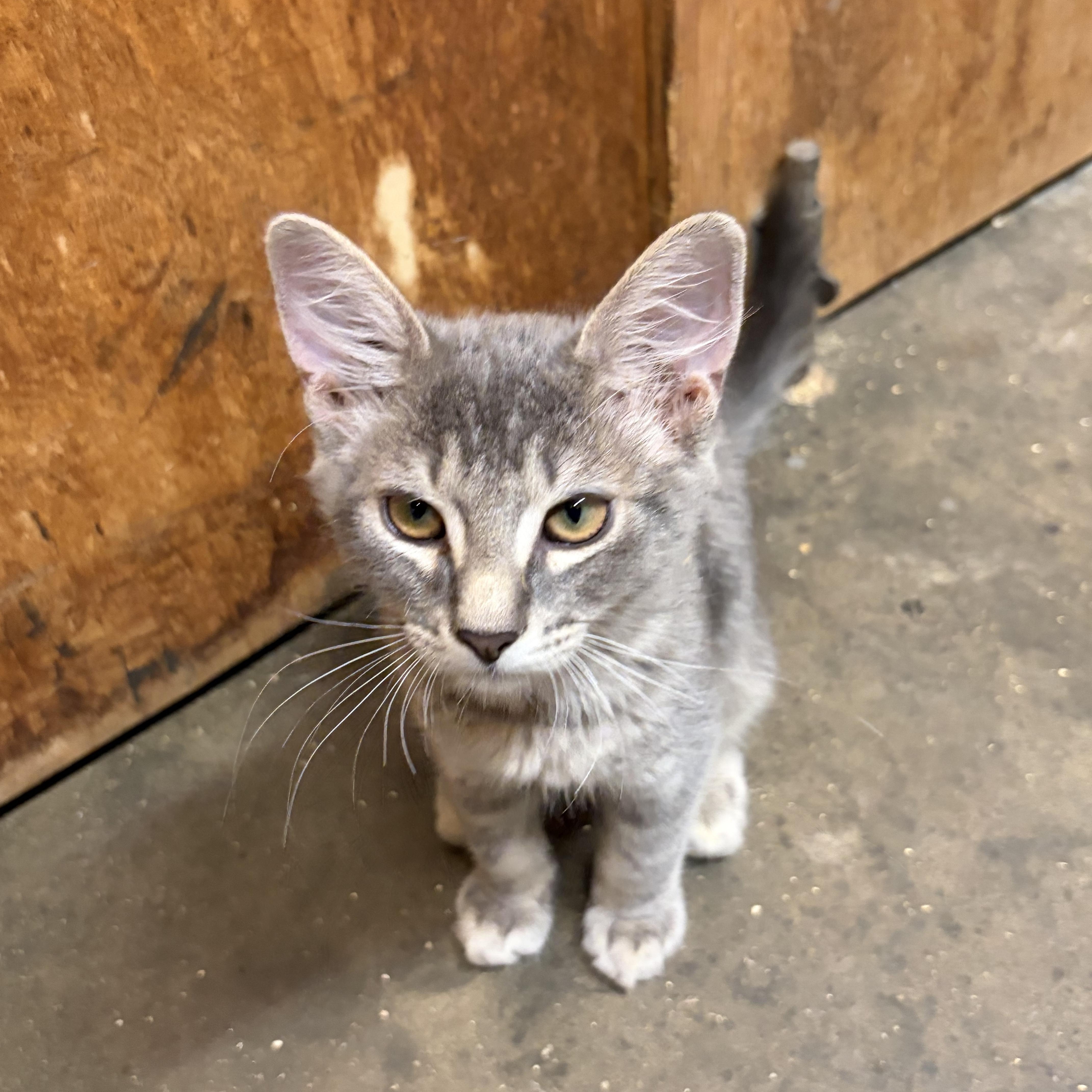 Wendy, Adoptable, Young Female Domestic Medium Hair.