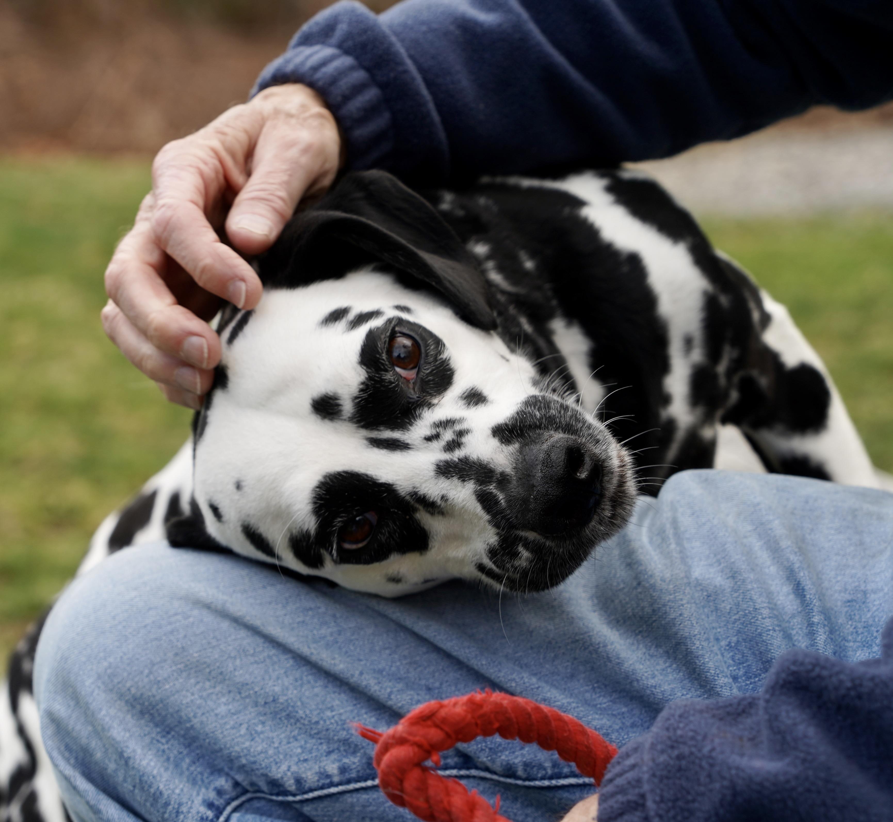 Enlarge Coco, an adopted Dalmatian in Scituate, MA image 3/4