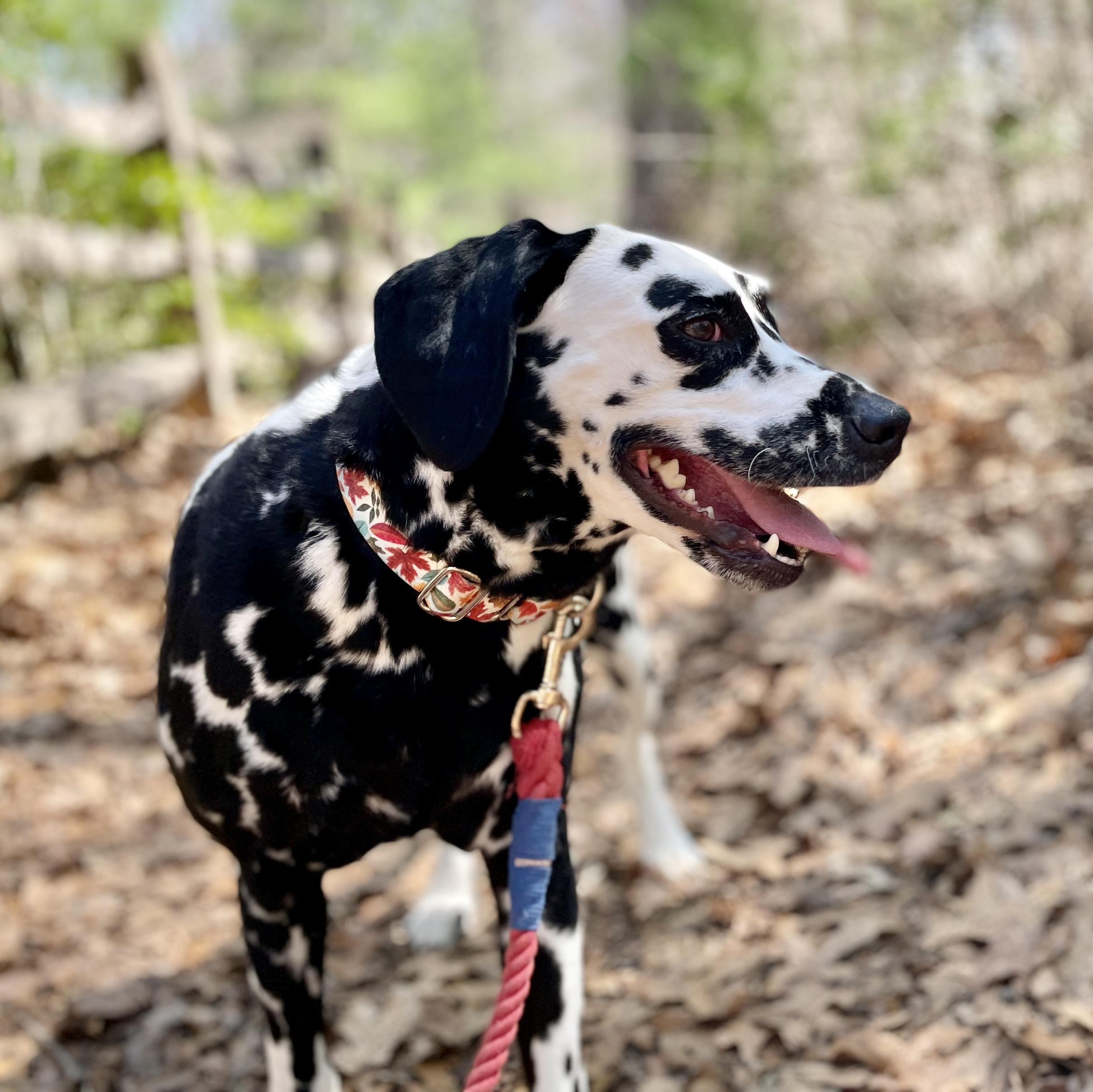 Enlarge Coco, an adopted Dalmatian in Scituate, MA image 1/4
