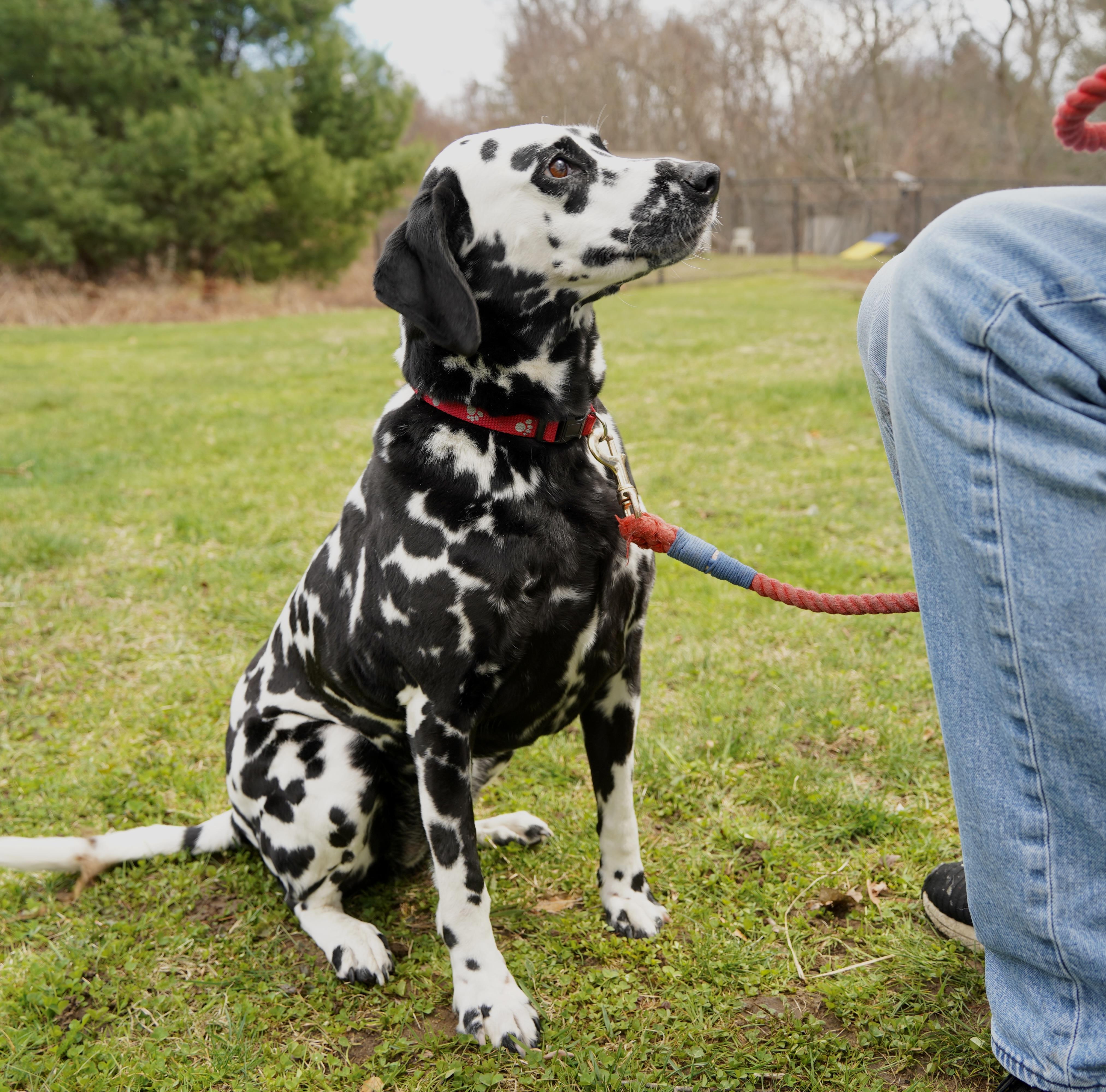 Enlarge Coco, an adopted Dalmatian in Scituate, MA image 2/4