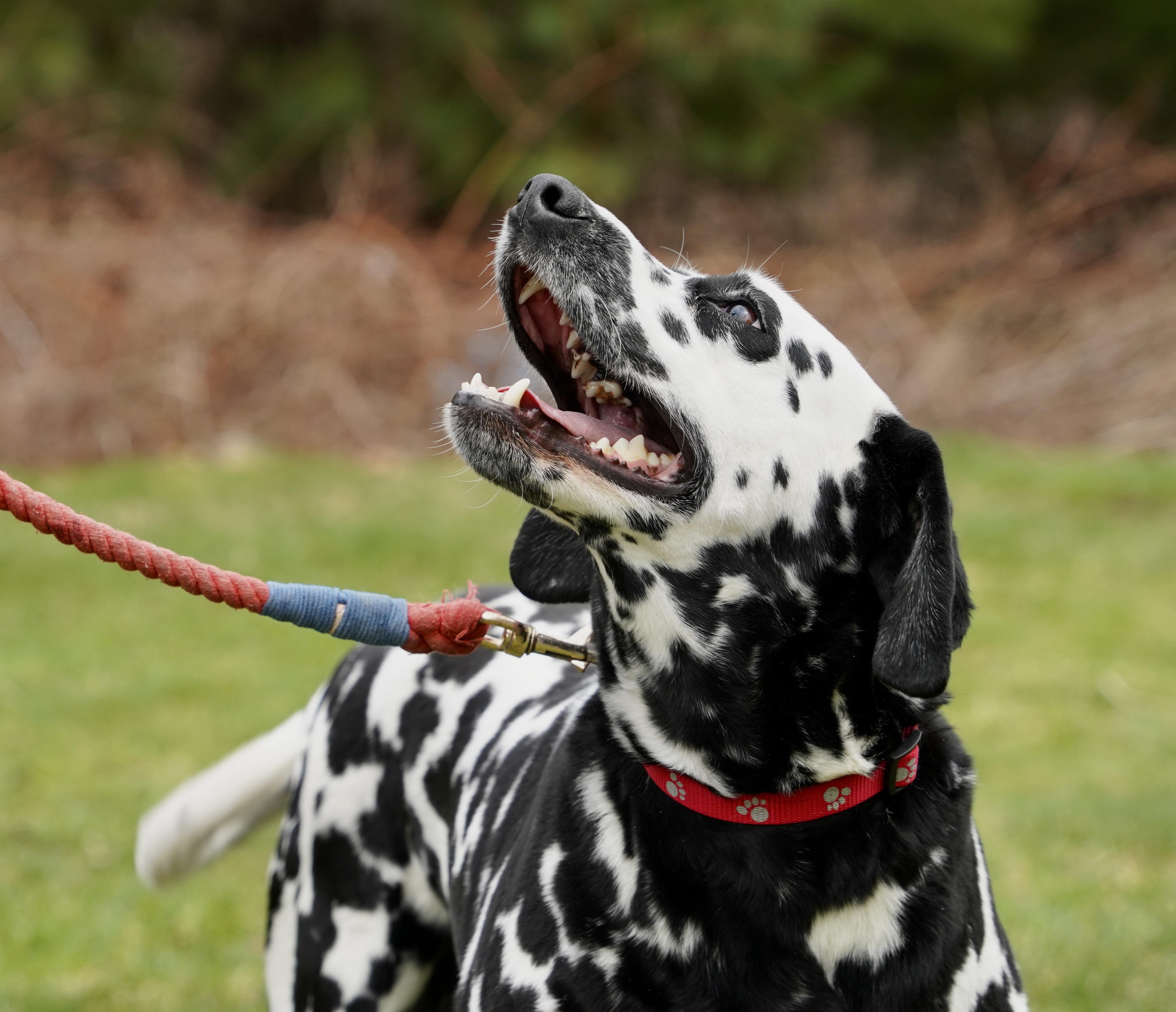 Enlarge Coco, an adopted Dalmatian in Scituate, MA image 4/4