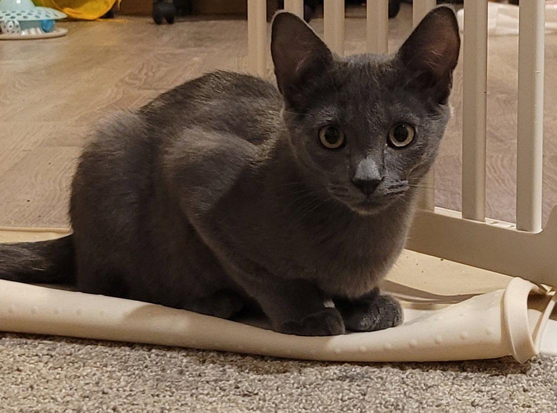 Fig, Adoptable, Young Male Domestic Short Hair.