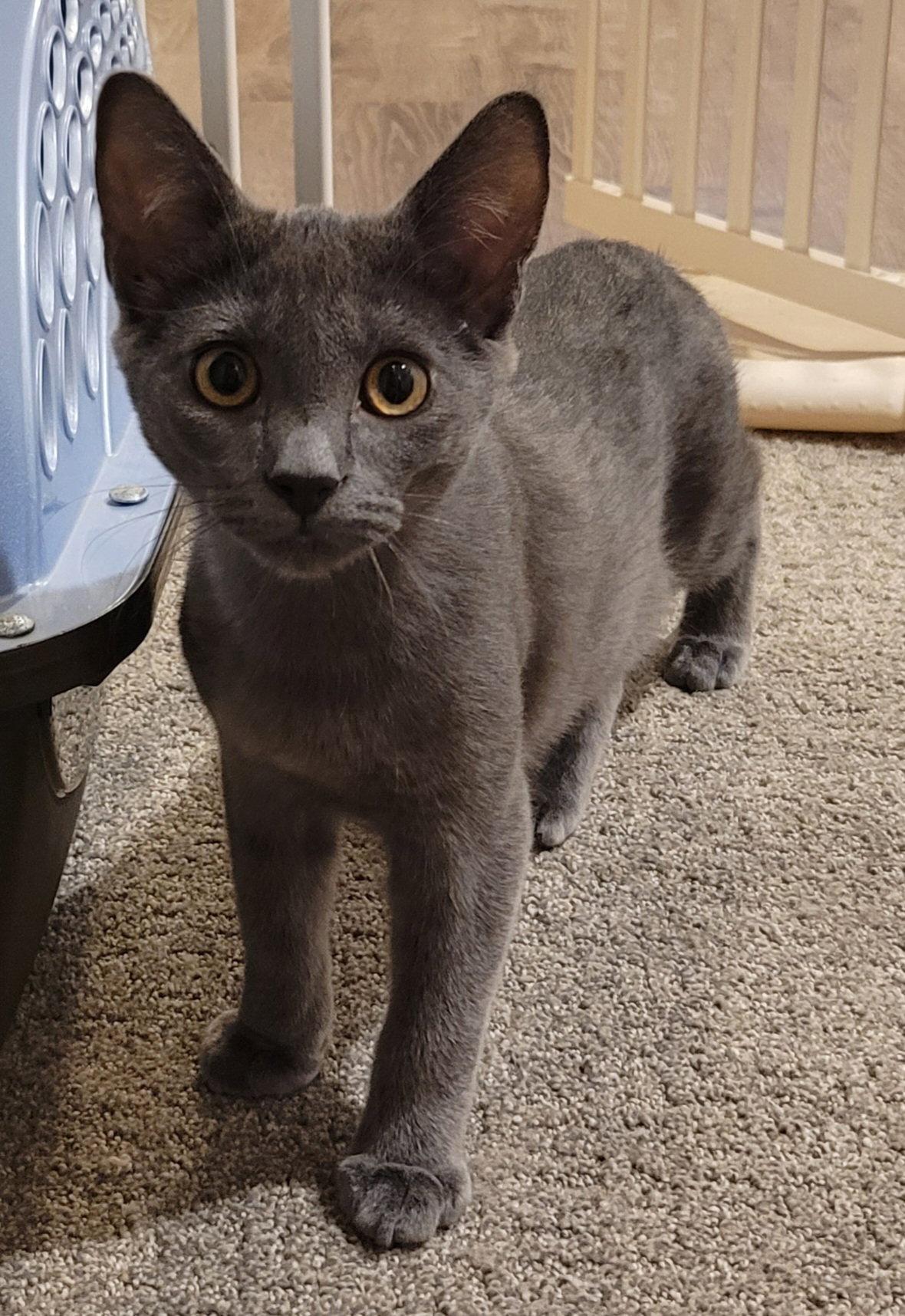 Enlarge Fig, a Adoptable Domestic Short Hair in Evergreen, CO image 2/3