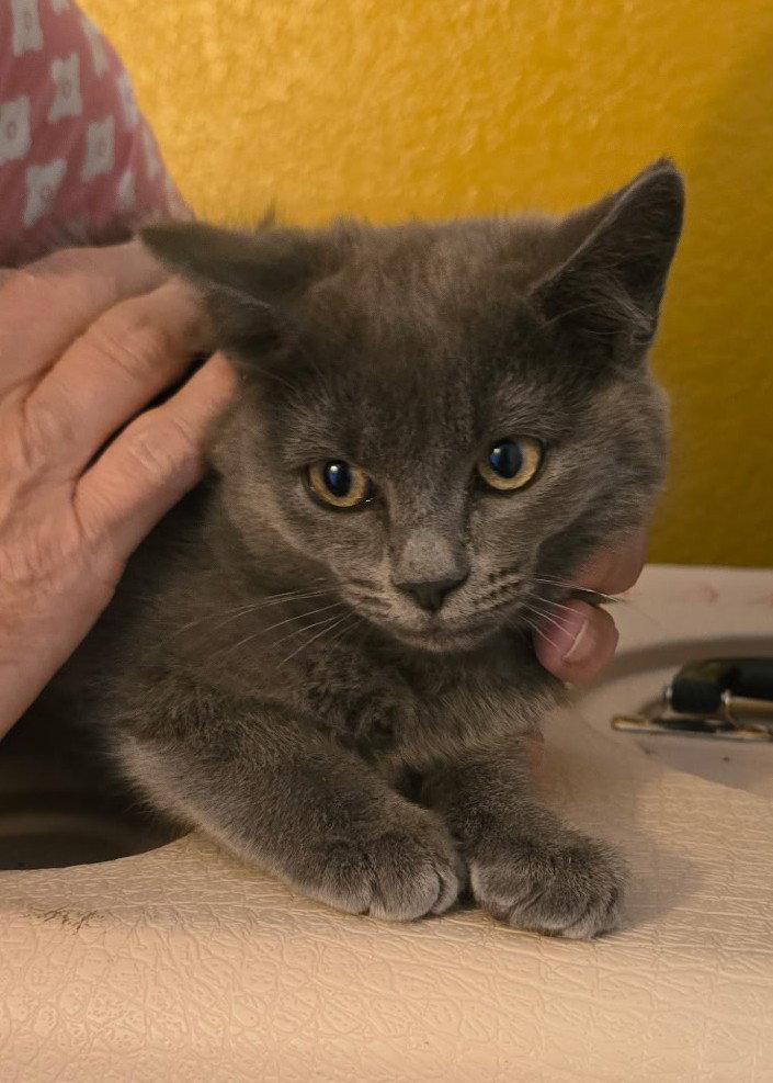 Enlarge Fig, a Adoptable Domestic Short Hair in Evergreen, CO image 3/3