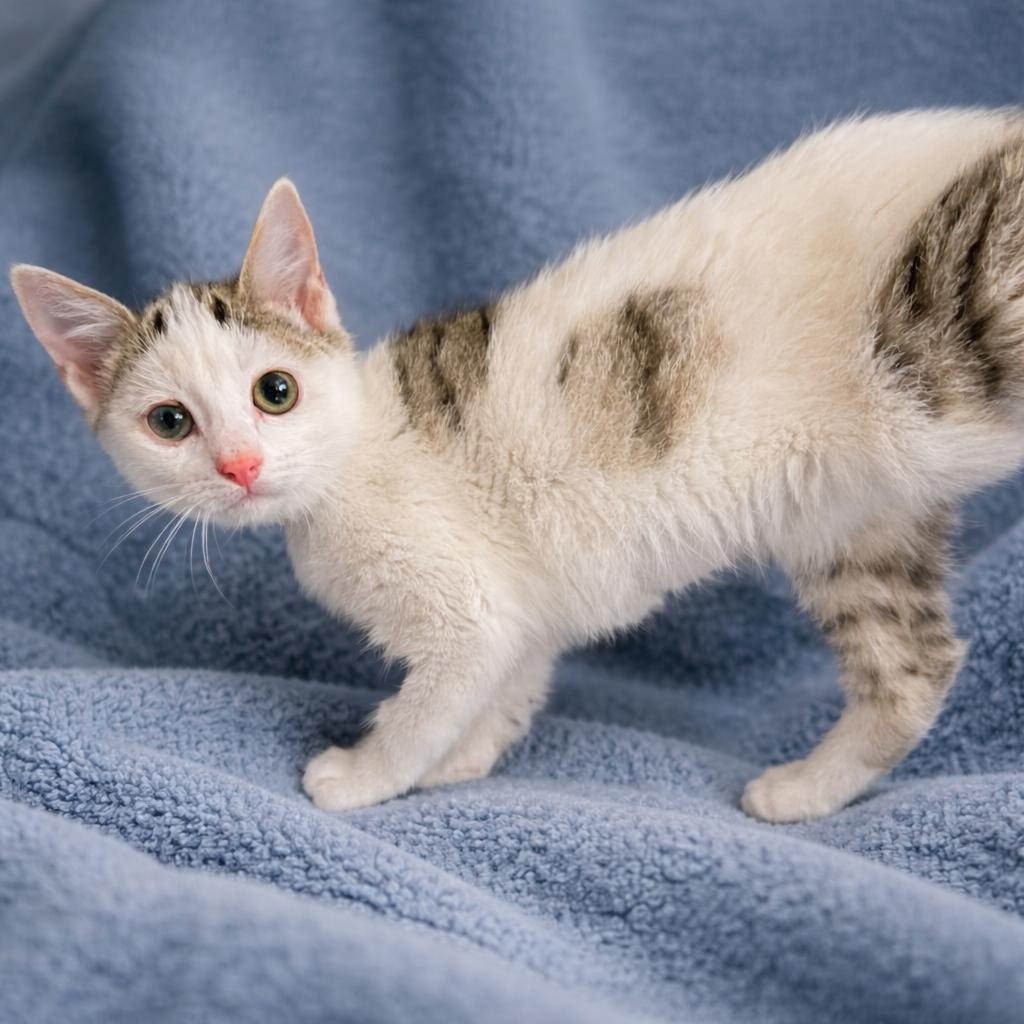 Raven, ADOPTABLE, Kitten Female Domestic Short Hair.