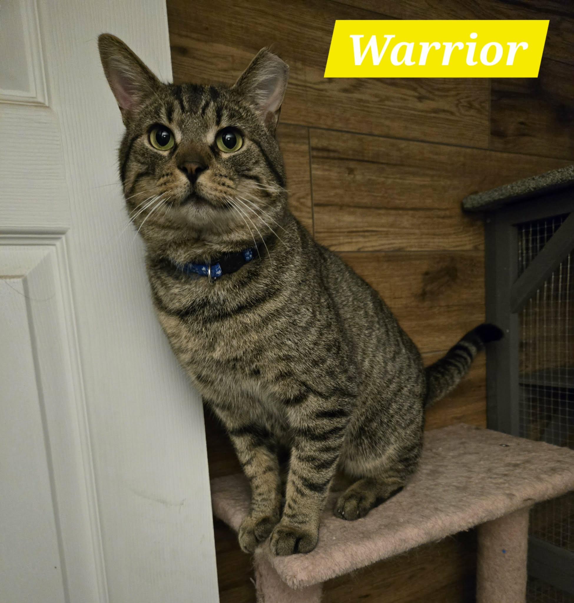 Warrior, adoptable, Adult Male Domestic Short Hair.