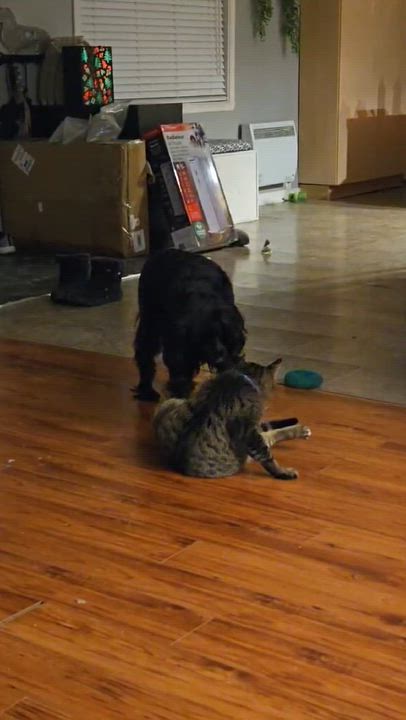 Enlarge Warrior, an adoptable Domestic Short Hair in Montreal, QC video 4/4