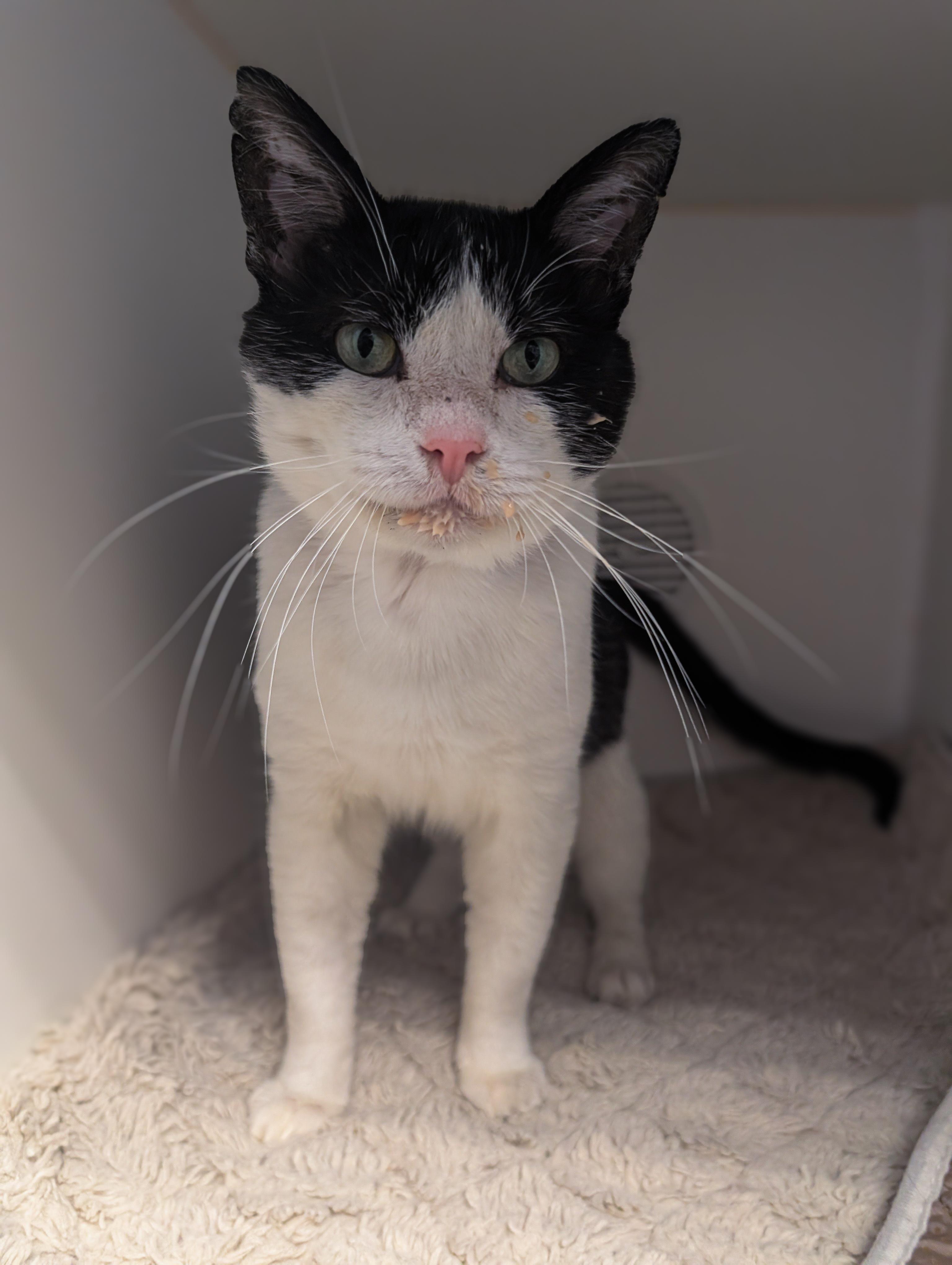Enlarge Rodriguez, a ADOPTABLE mixed breed in Bellingham, WA image 5/5