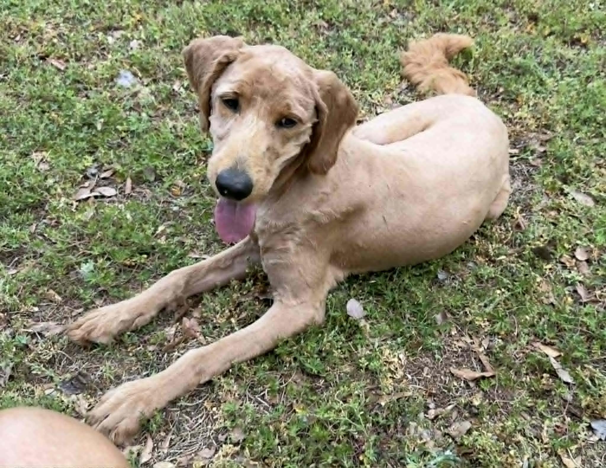 Enlarge BO, an adoptable mixed breed in Smyrna, GA image 3/4