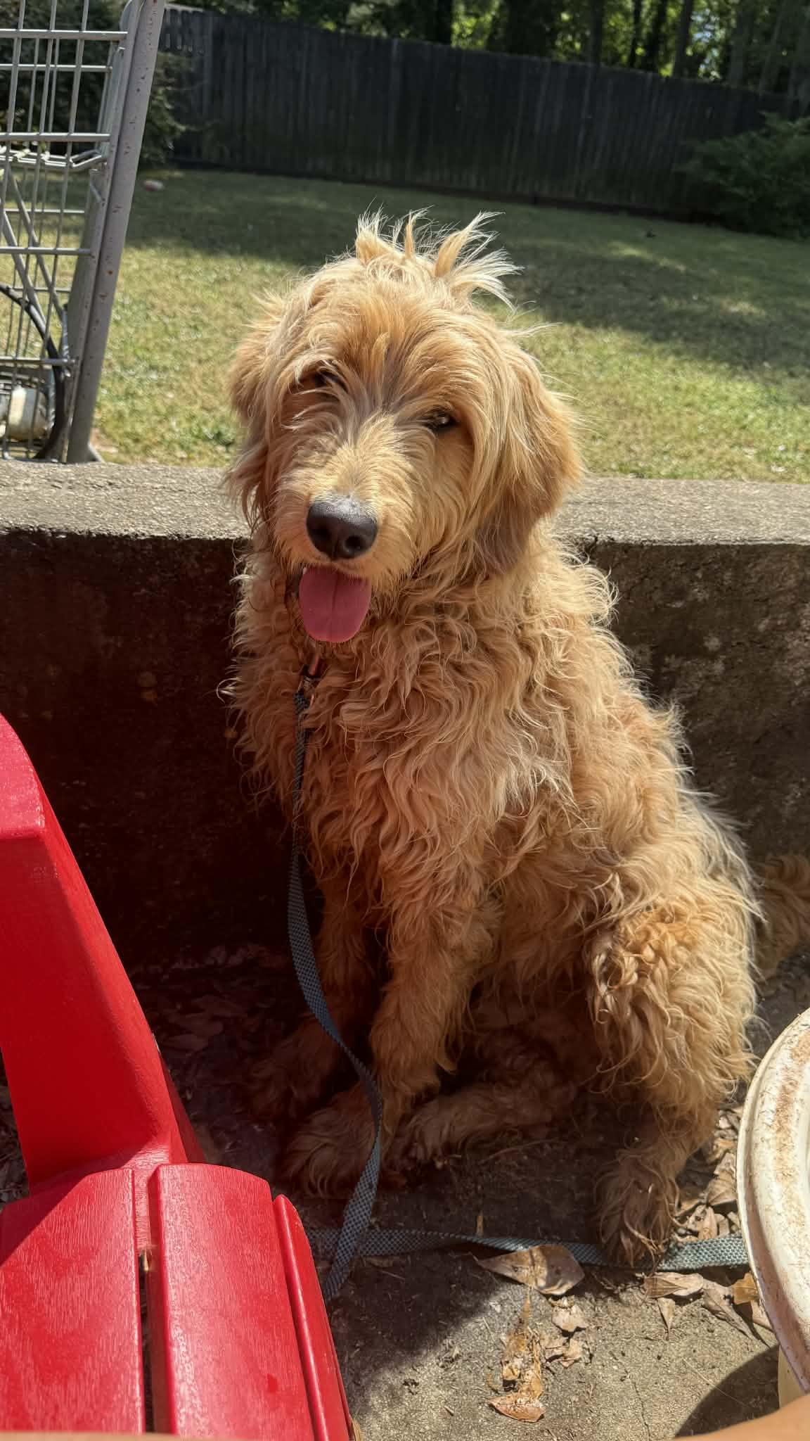 BO, adoptable, Young Male Goldendoodle & Golden Retriever.