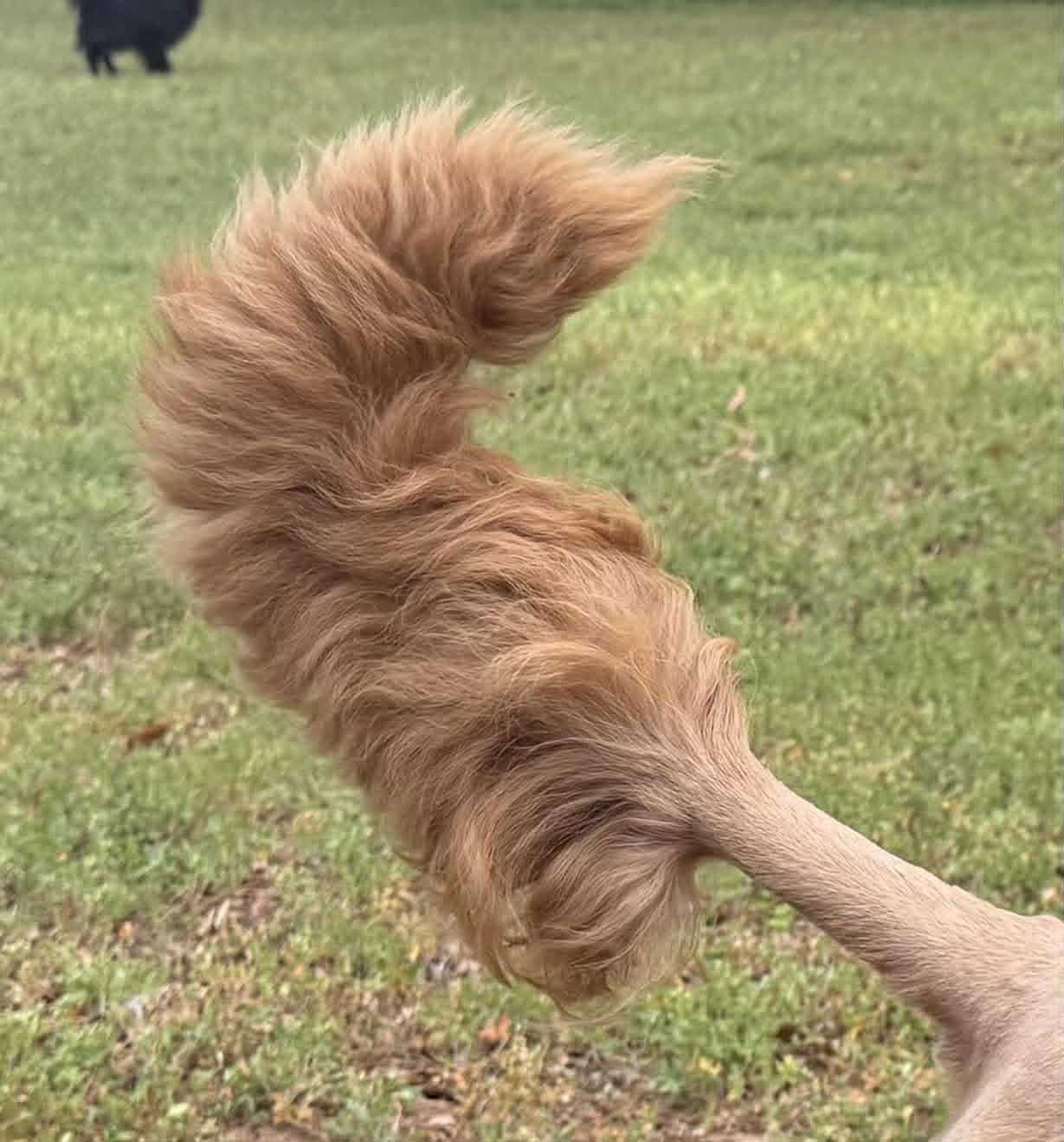 Enlarge BO, an adoptable mixed breed in Smyrna, GA image 4/4