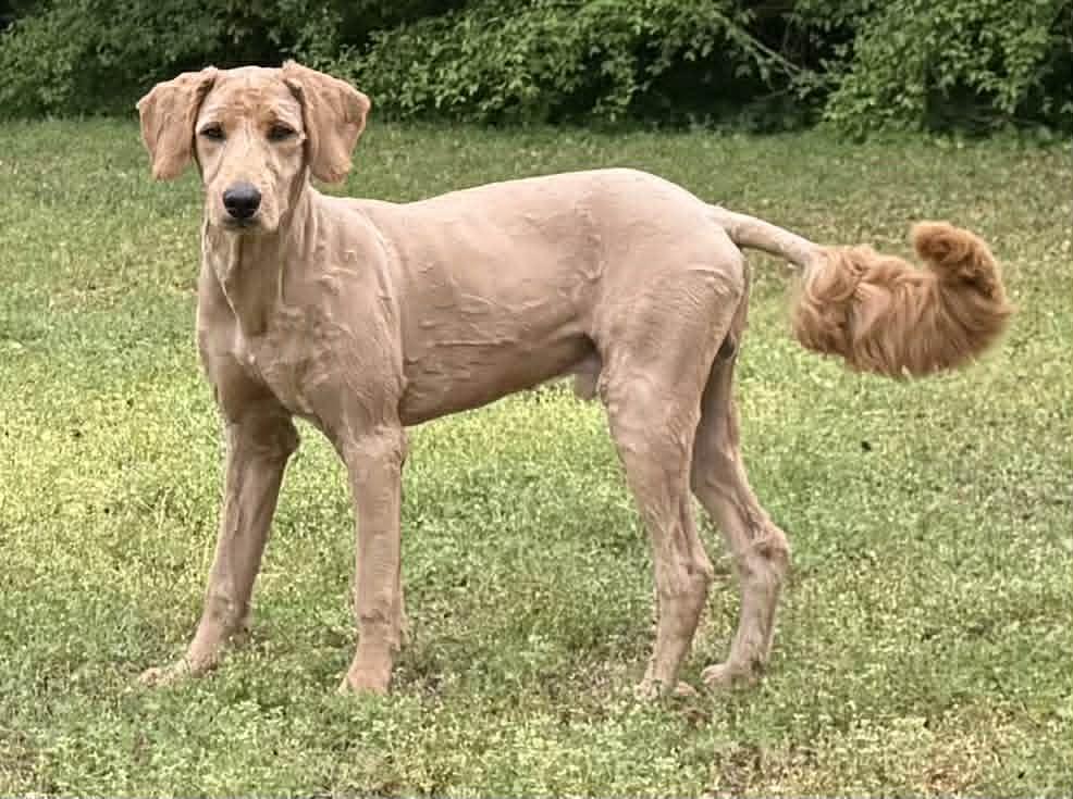 Enlarge BO, an adoptable mixed breed in Smyrna, GA image 2/4