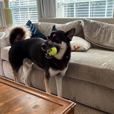 Loki 2