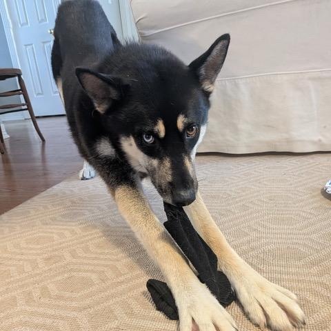 Loki 3